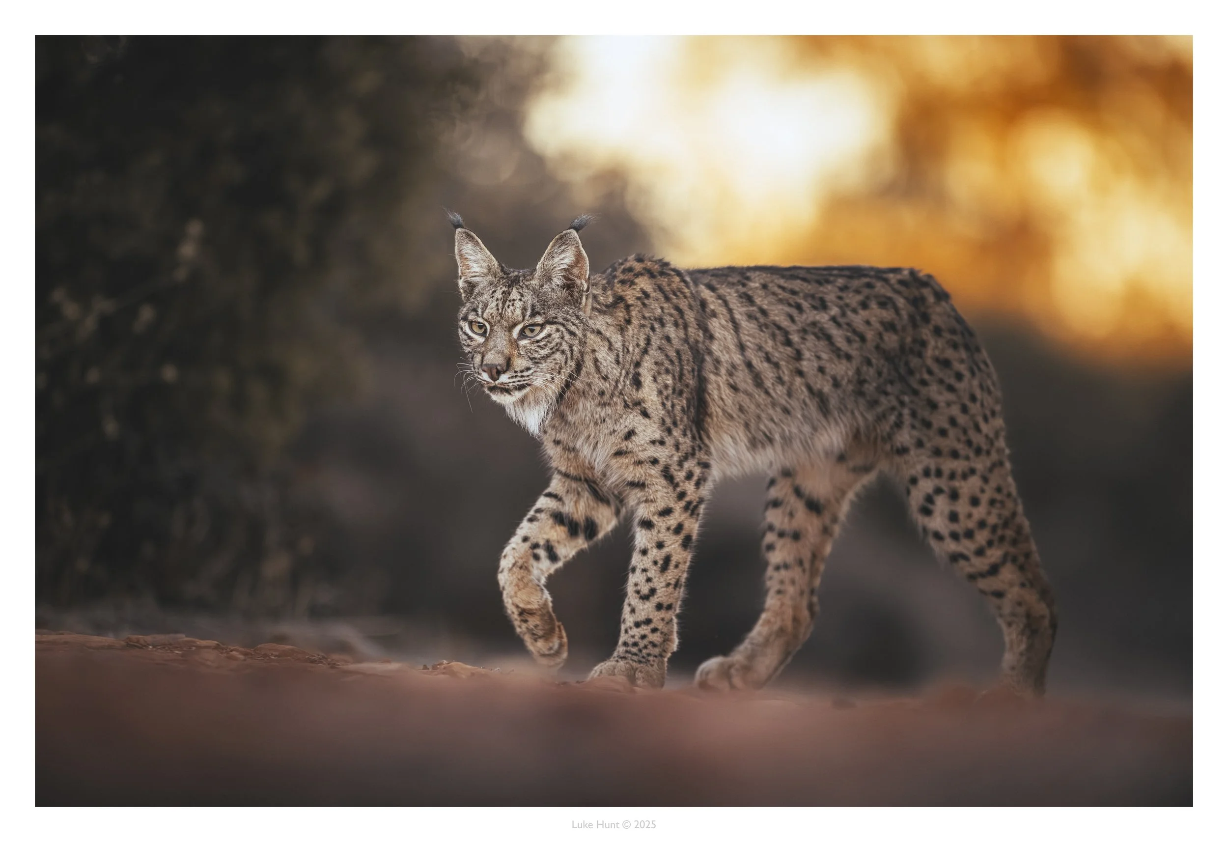 lynx day 1 morning_DSC_2796-Edit-Edit.jpg