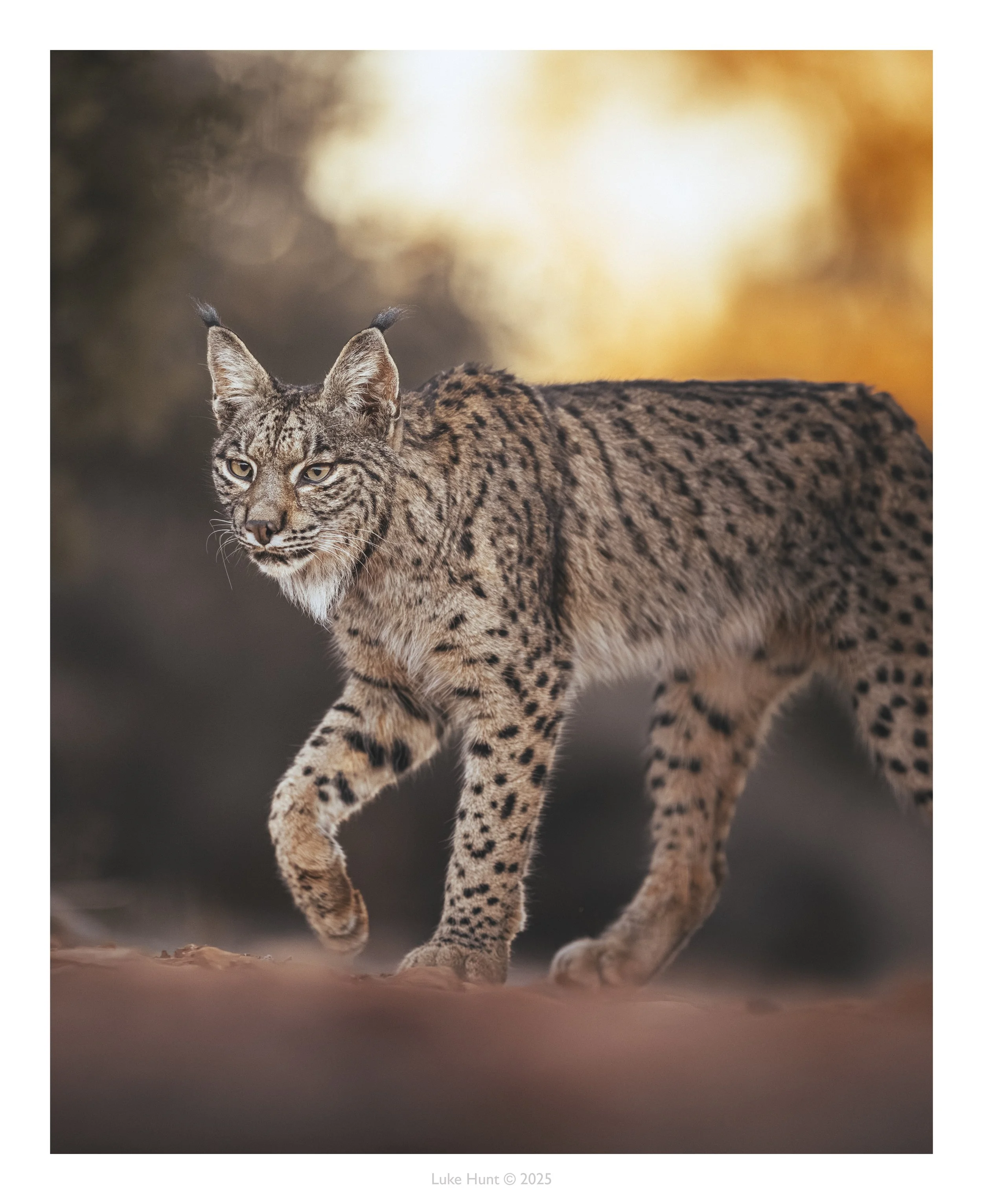 lynx day 1 morning_DSC_2796-Edit-Edit-2.jpg