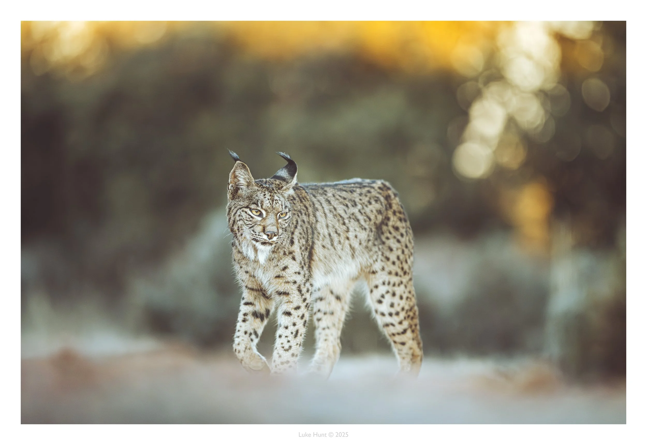 lynx day 1 morning_DSC_2749-Edit-Edit.jpg