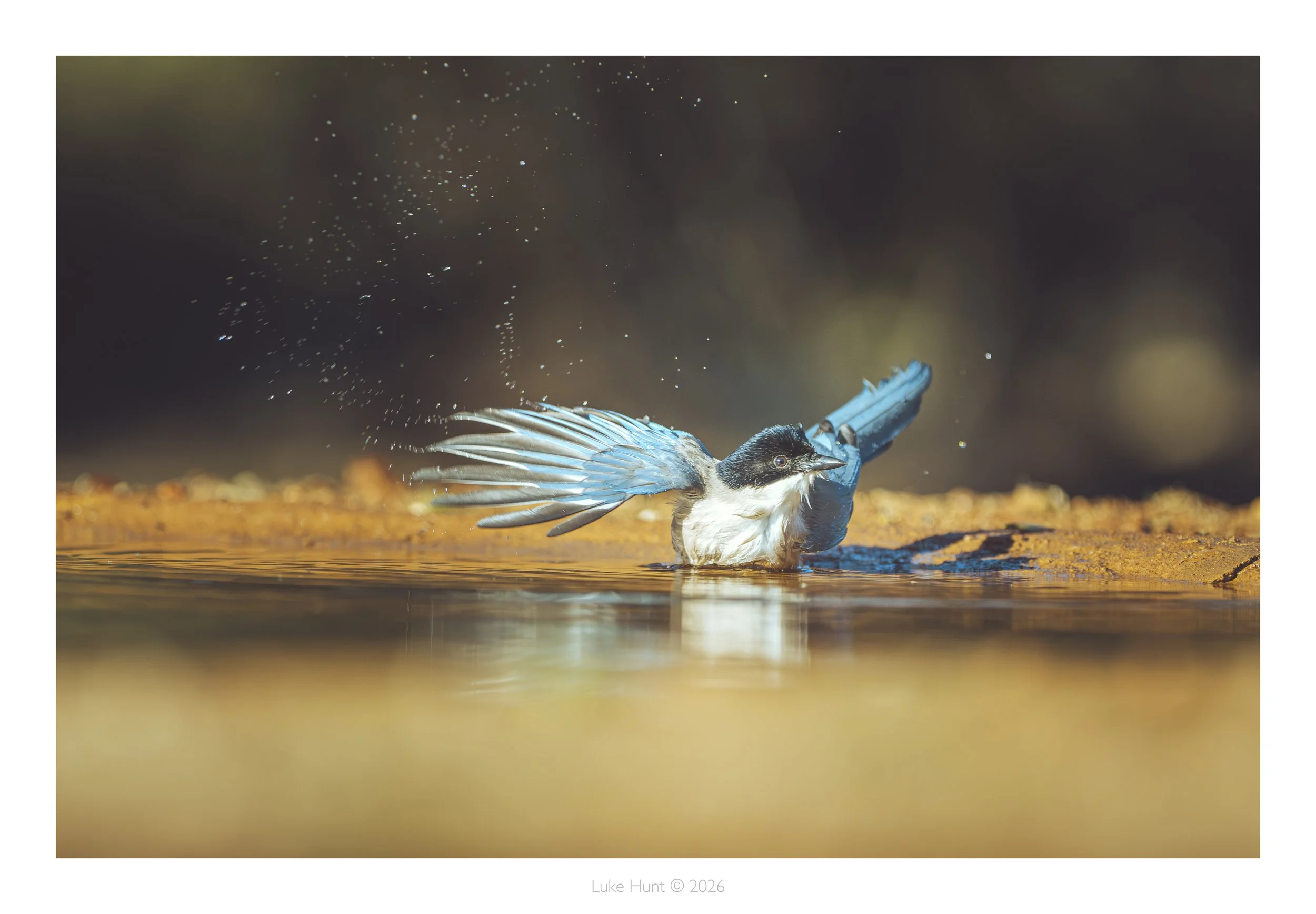 iberian Magpie_spain_DSC_6493-Edit-Edit.jpg