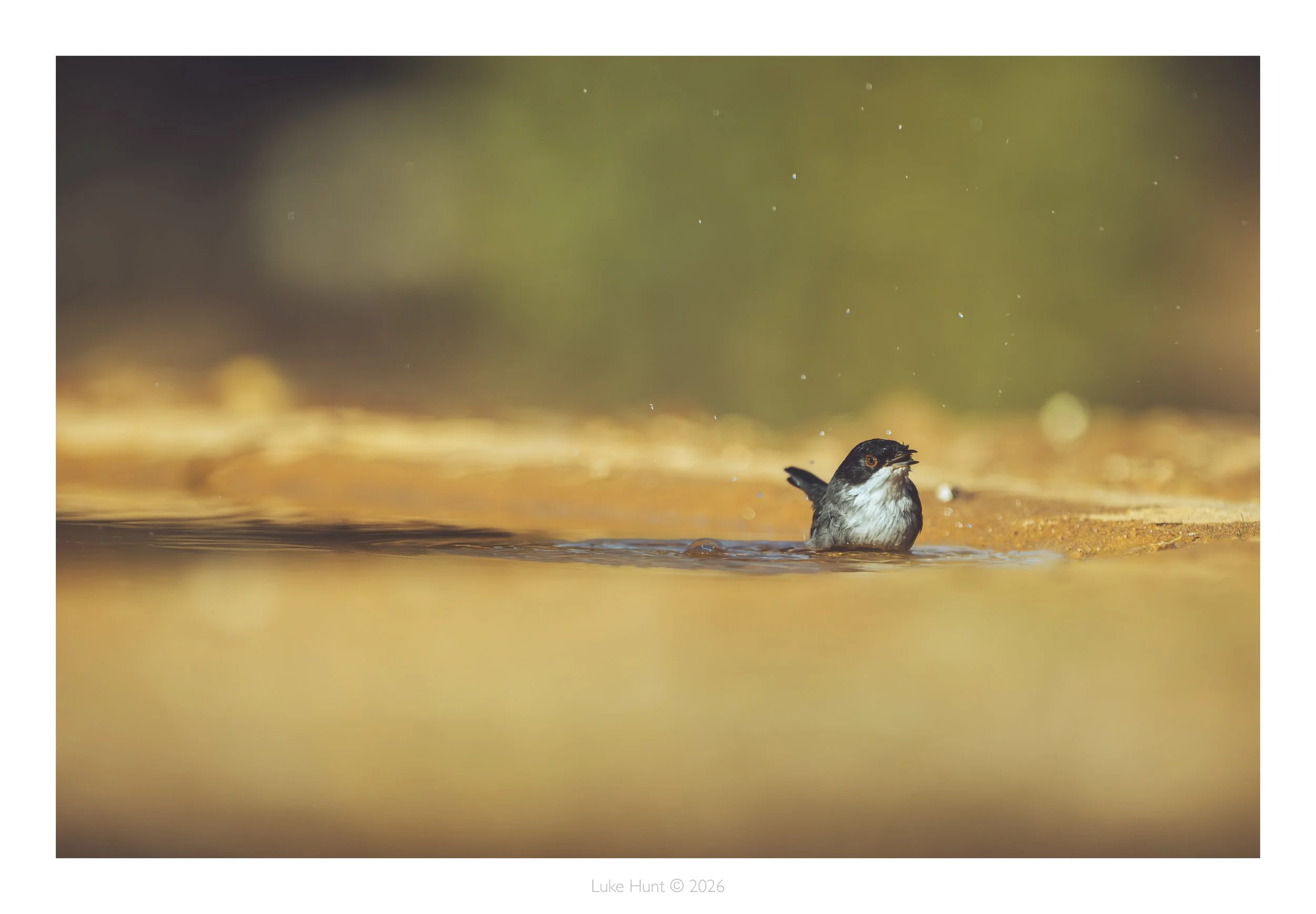 Sardinian warbler _spain_DSC_4627-Edit-Edit.jpg