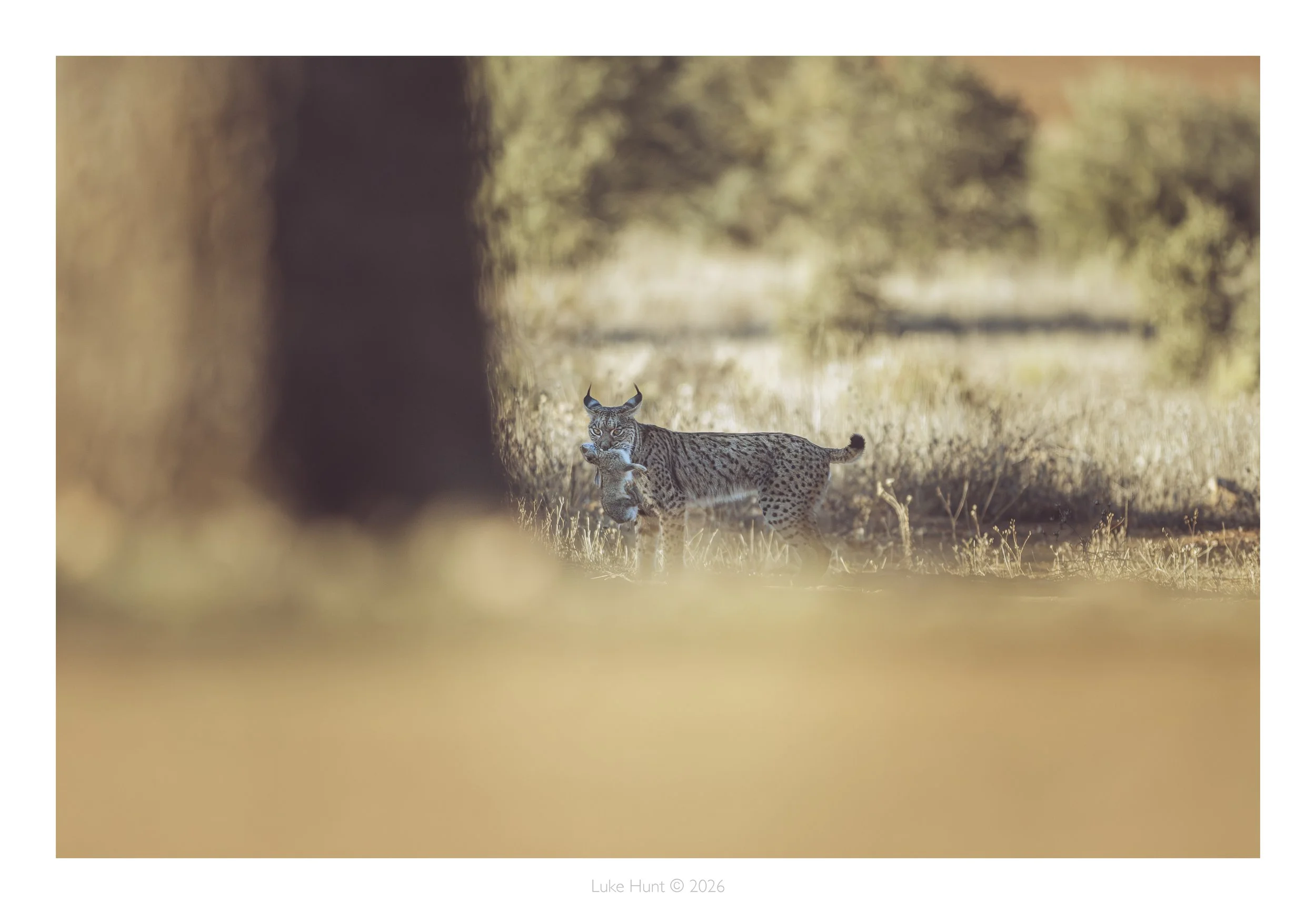 Lynx _spain_DSC_7079-Edit-Edit.jpg