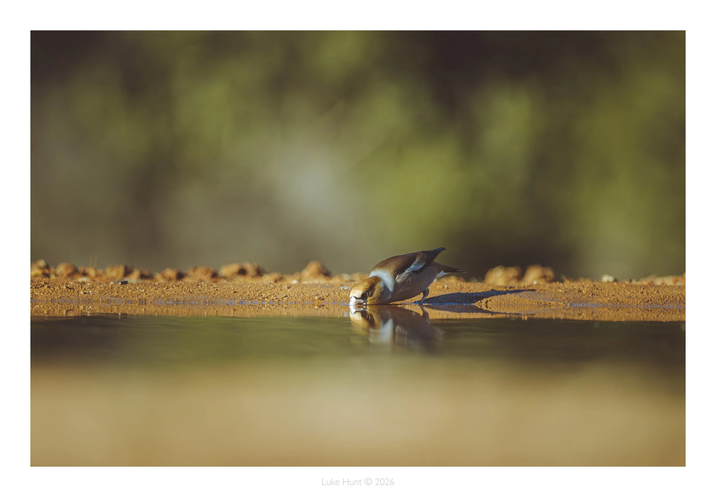 hawfinch _spain_DSC_6604-Edit-Edit.jpg