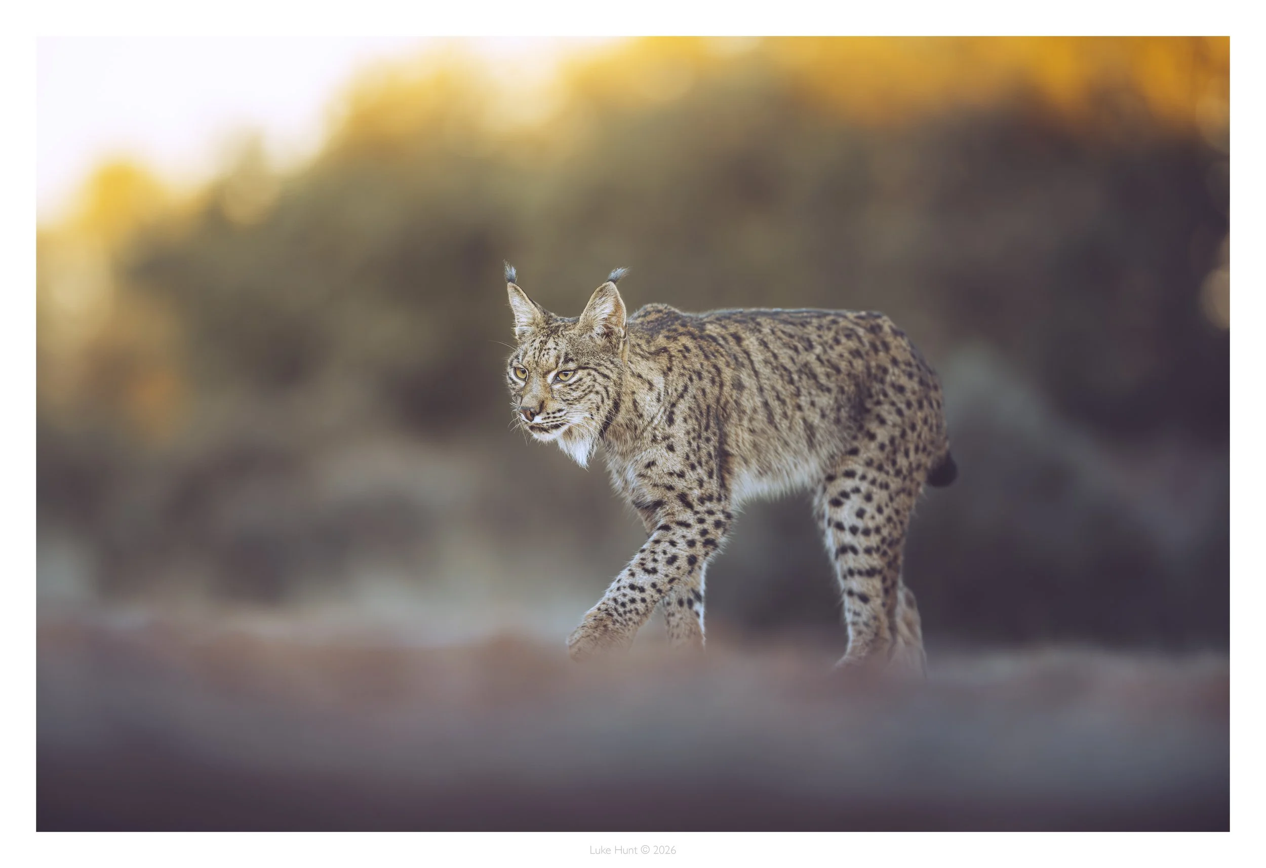 lynx spain_DSC_2757-Edit-Edit.jpg