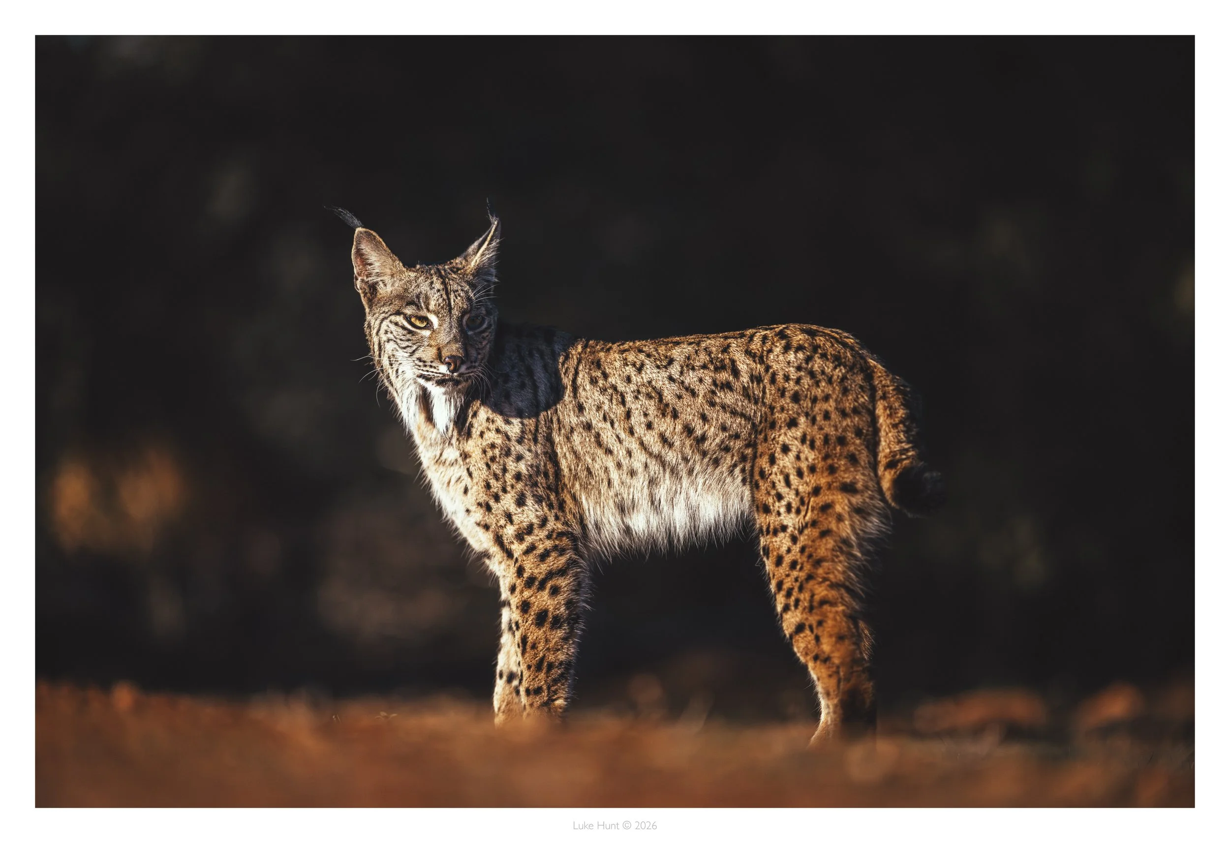 lynx spain_DSC_6778-Edit-Edit.jpg