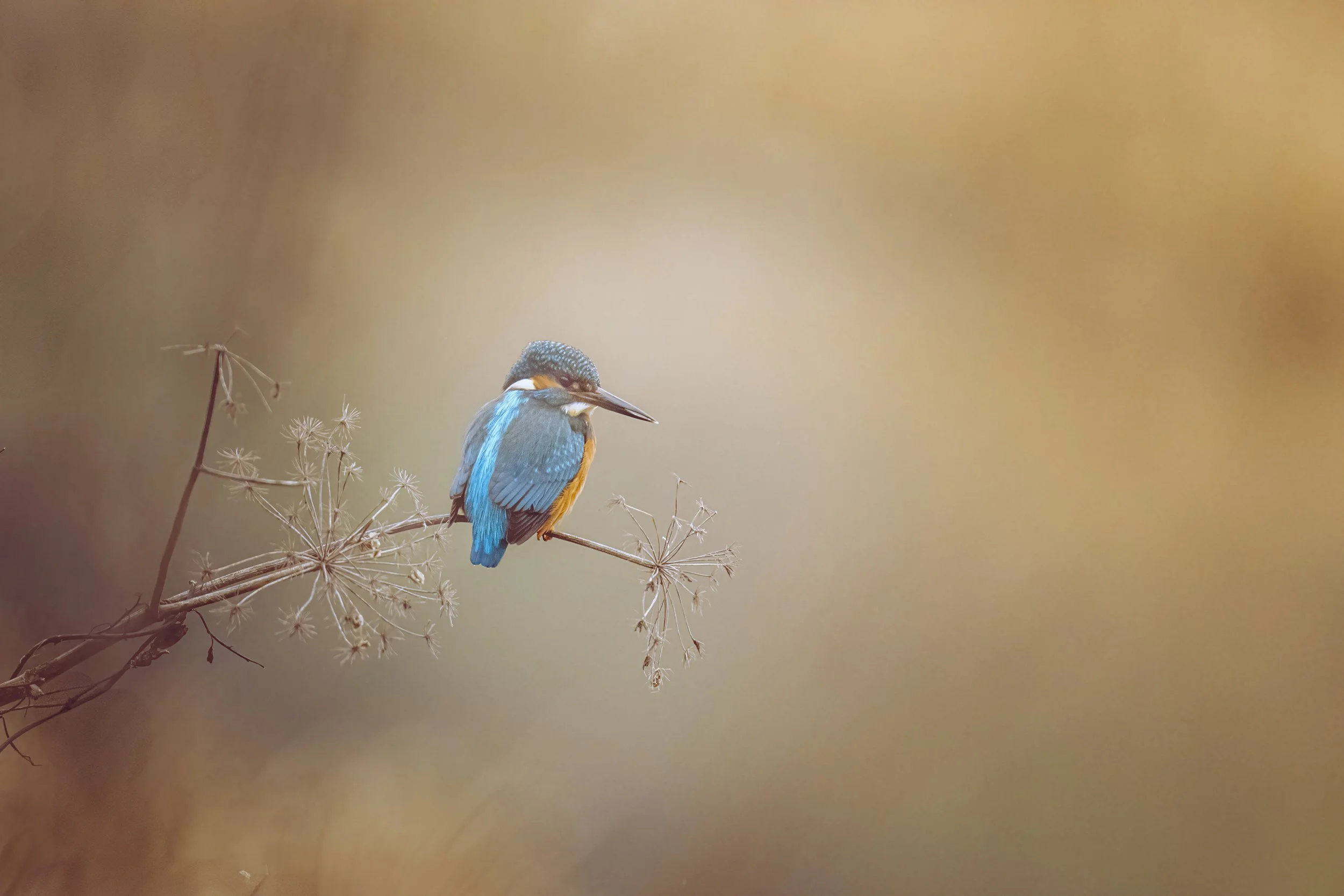 kingfisher_f_DSC_9715-Edit-Edit-2.jpg