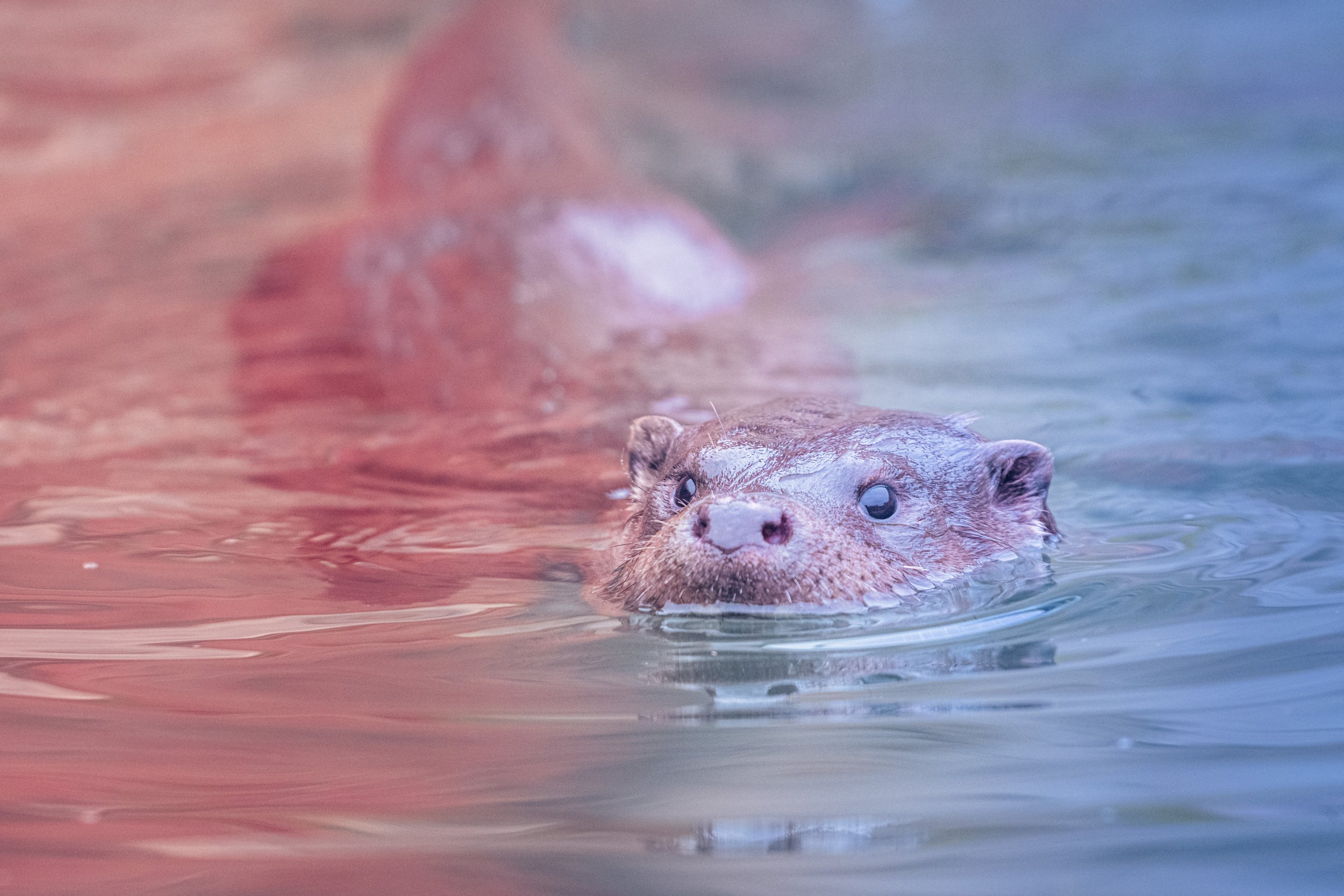 otter_f_DSC_0430-Edit.jpg