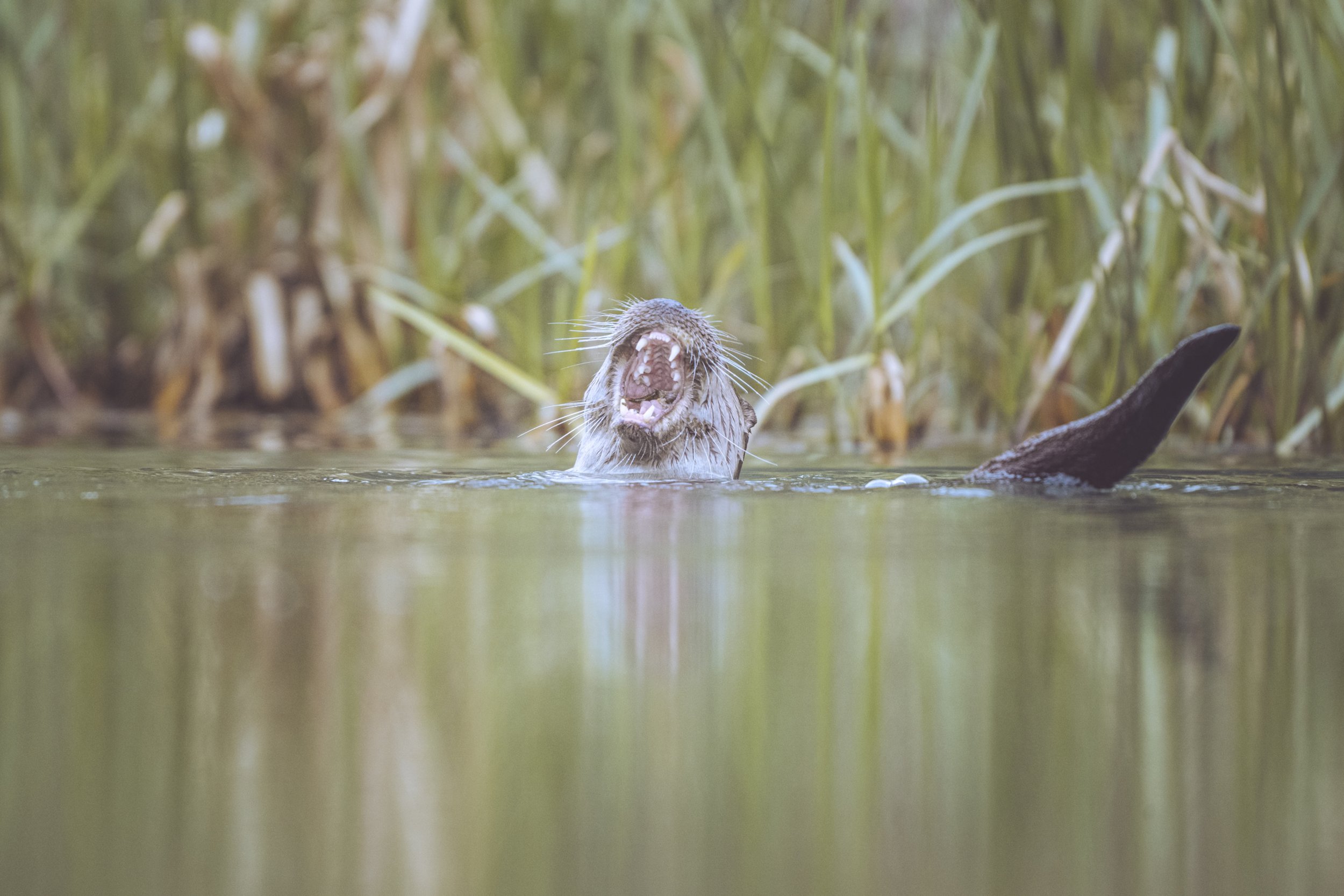 ottersDSC_9925-Edit.jpg