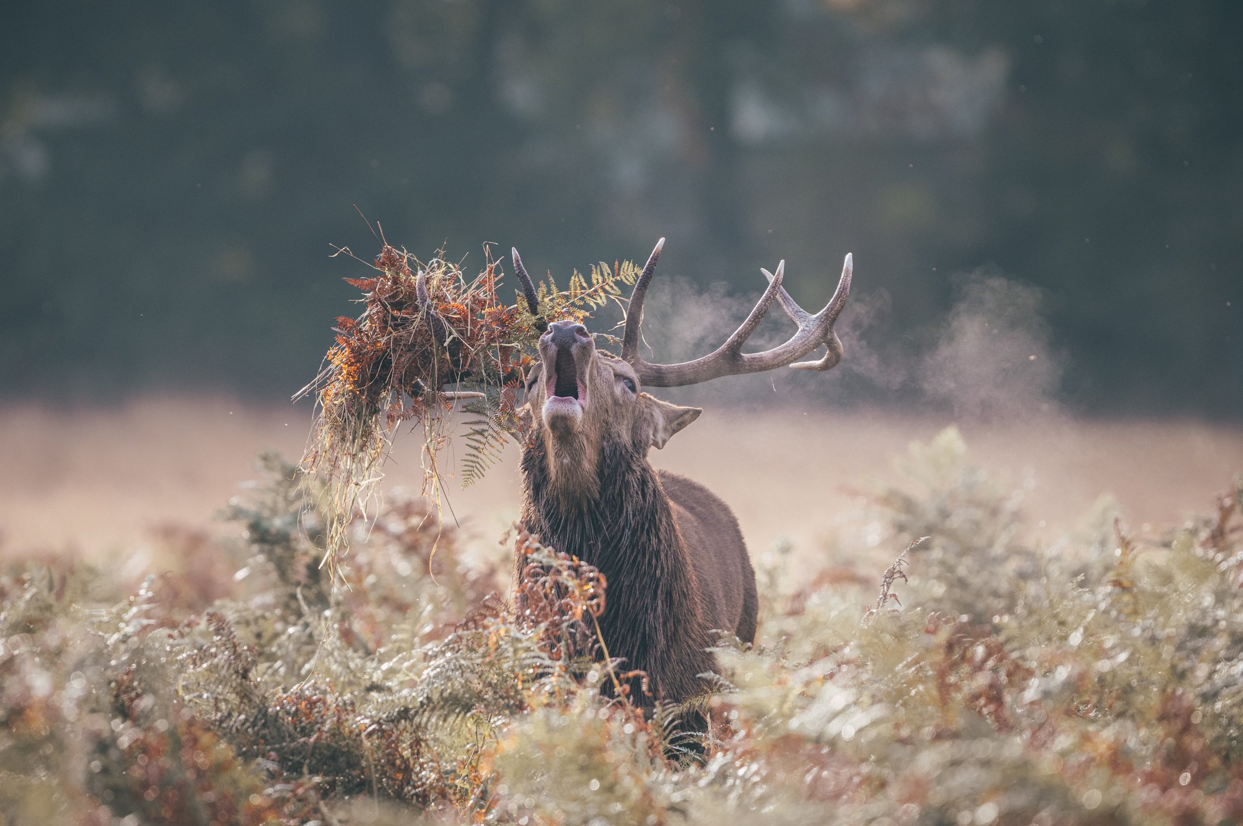 deer rutDSC_7078-Edit.jpg