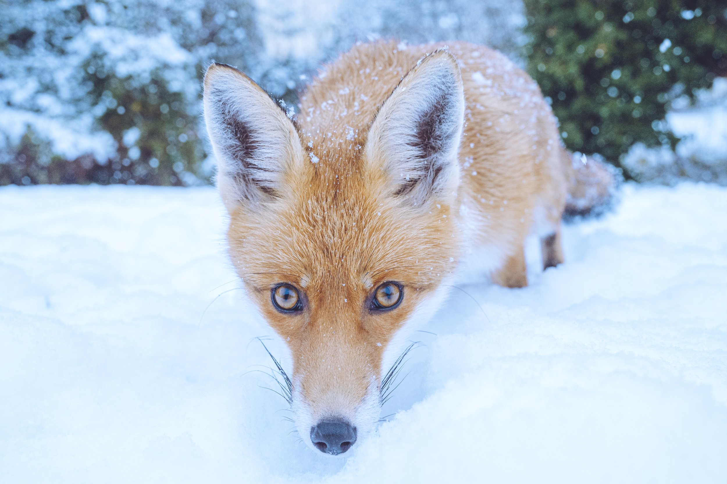 fox_snow_2022DSC_9391-Edit.jpg