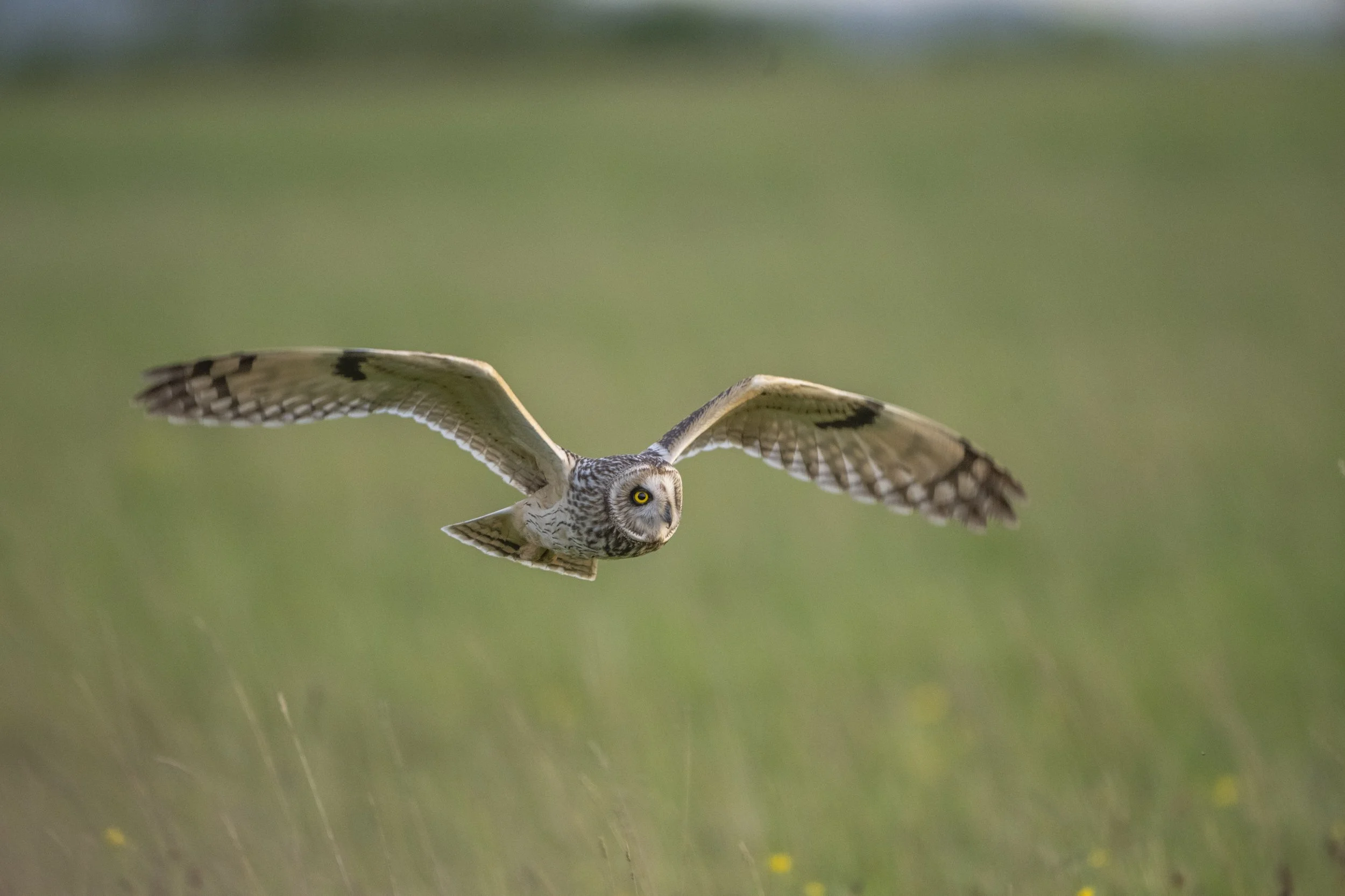owlsDSC_3472.jpg