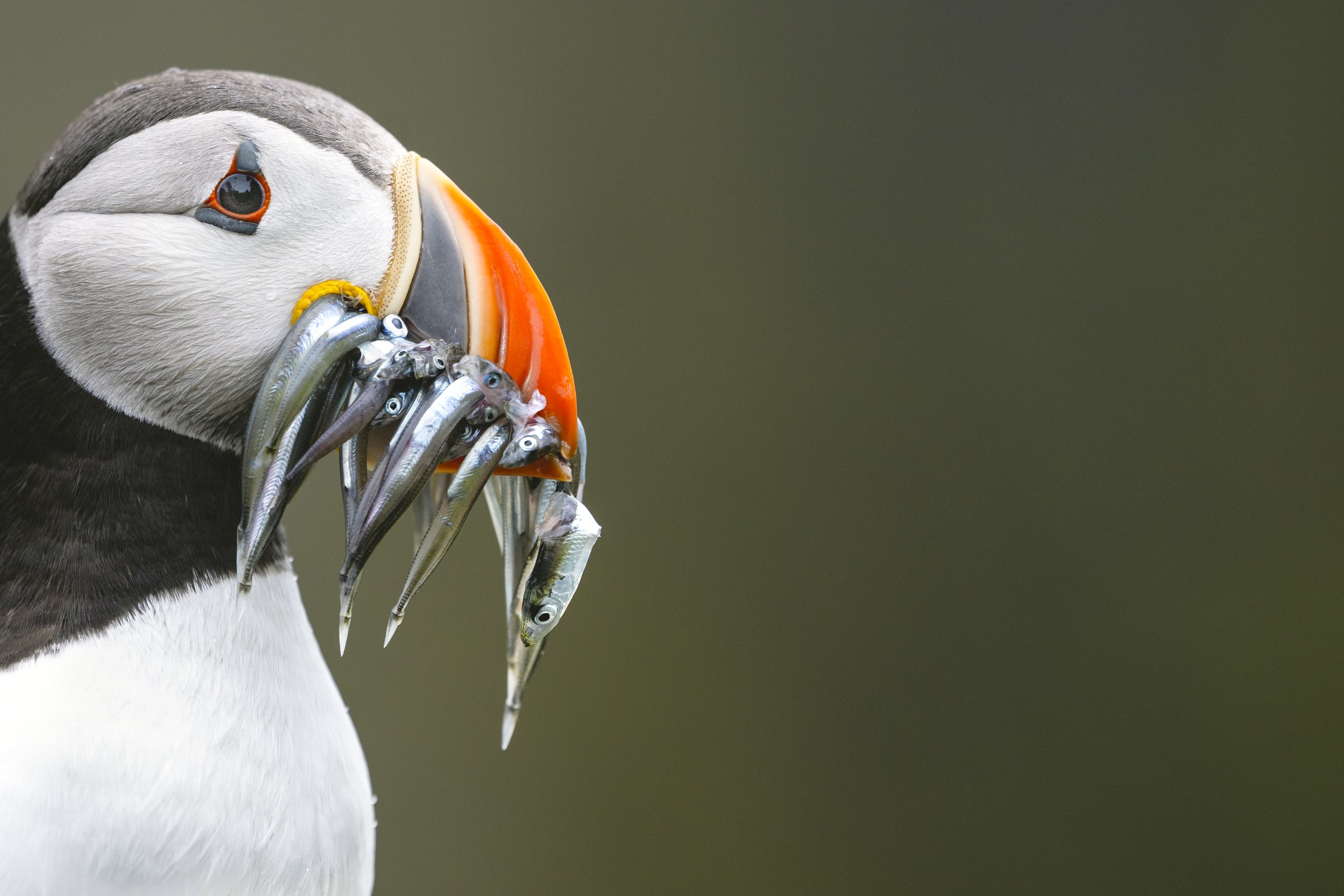 Puffin 2023_DSC_7043-Edit.jpg