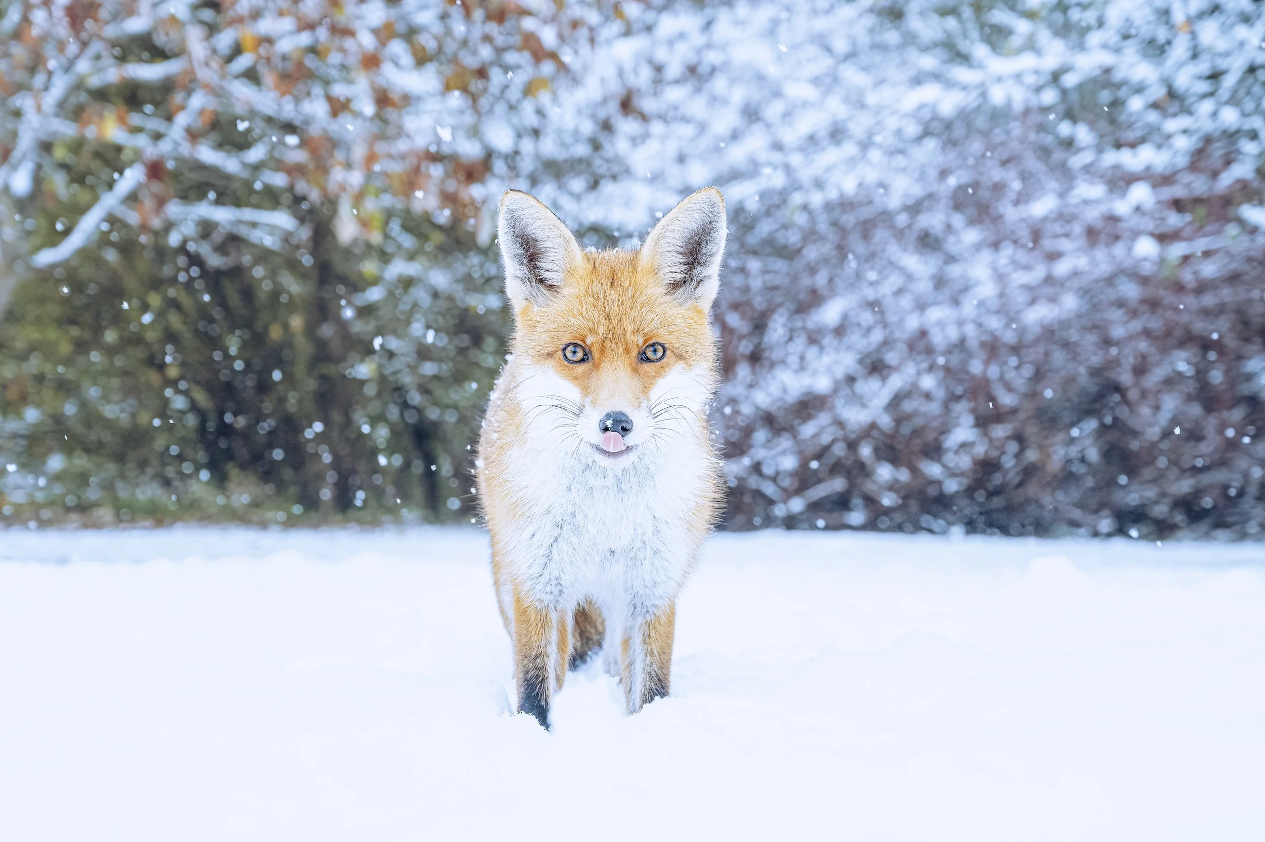 fox_snow_2022DSC_9213-Edit-Edit.jpg
