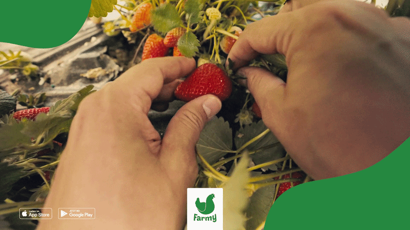 Imagefilm für Farmy Online Supermarkt im Auftrag von Family Agency in Zusammenarbeit mit Grit Wolany von ratatat