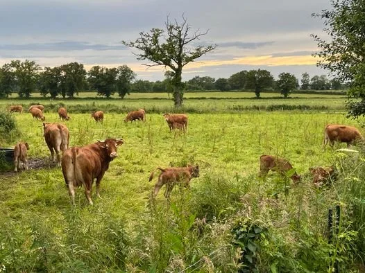 cows.jpg