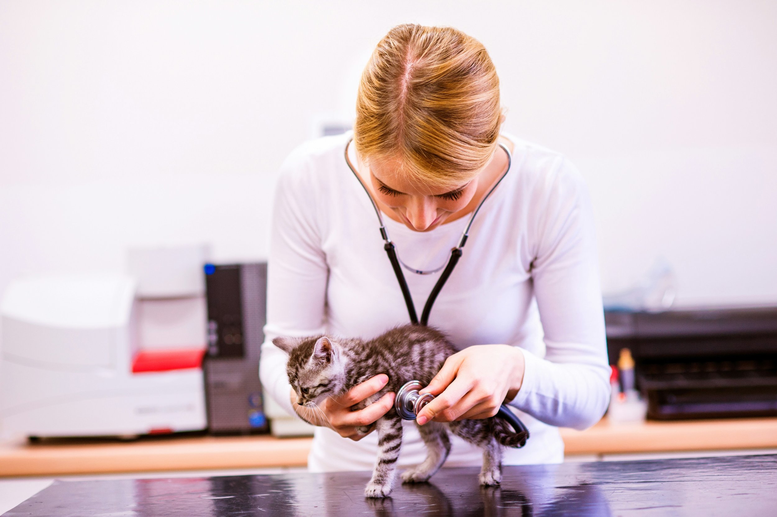 Purr-fect Protection: Understanding the Main Vaccines for Your Cat