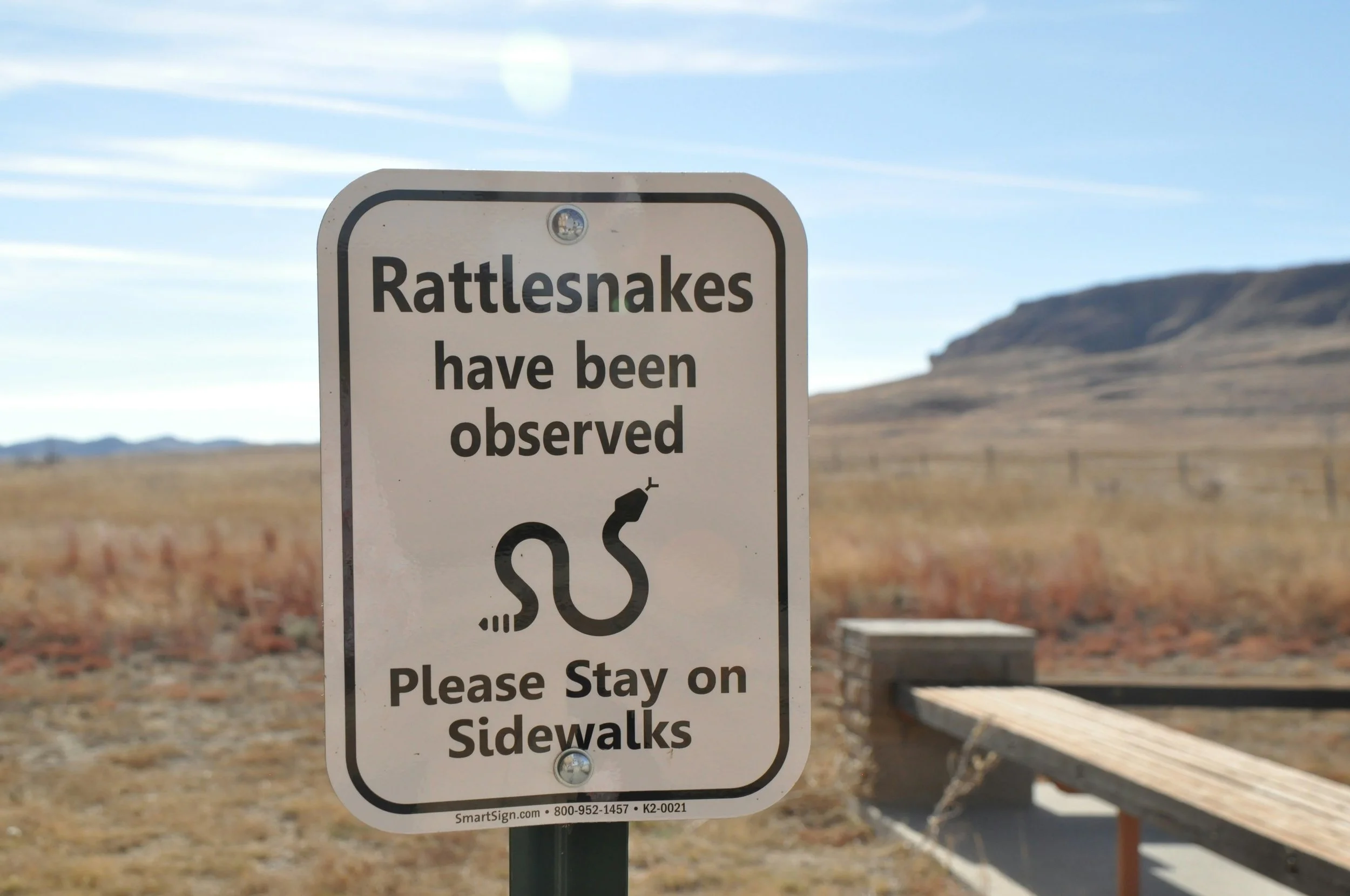 Rattlesnake Safety &amp; Avoidance Training: A Guide for Tucson Pet Owners