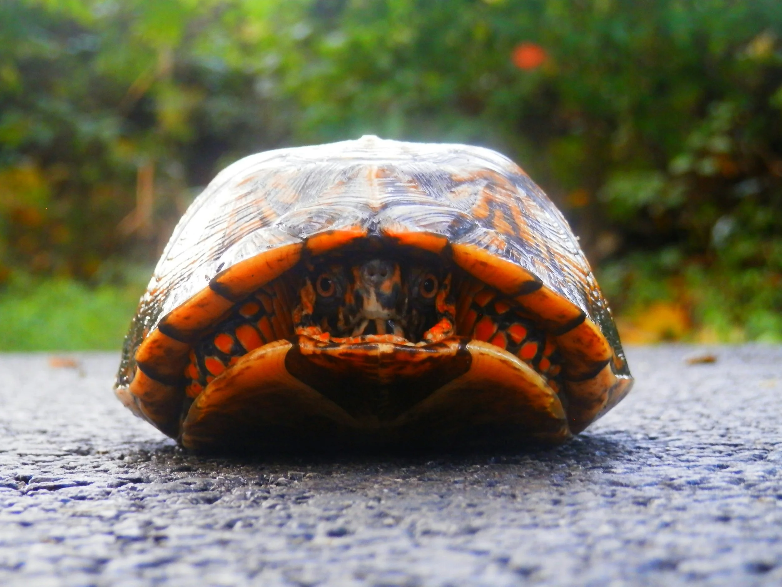 Rethinking Pain Management in Reptiles