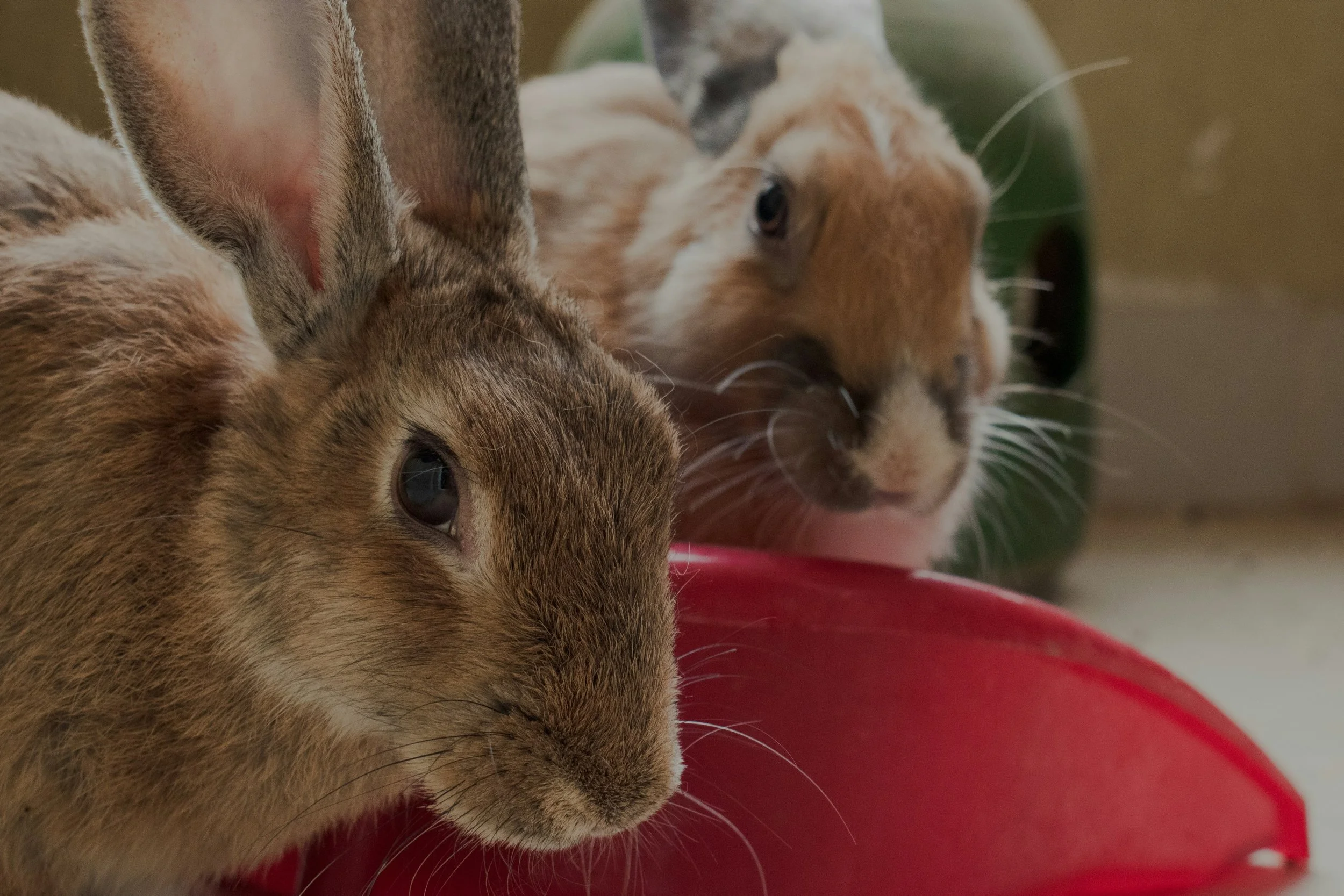 Exotic Animal Series - Protecting Your Small but Mighty Companions: A Guide to Rabbit and Ferret Vaccinations