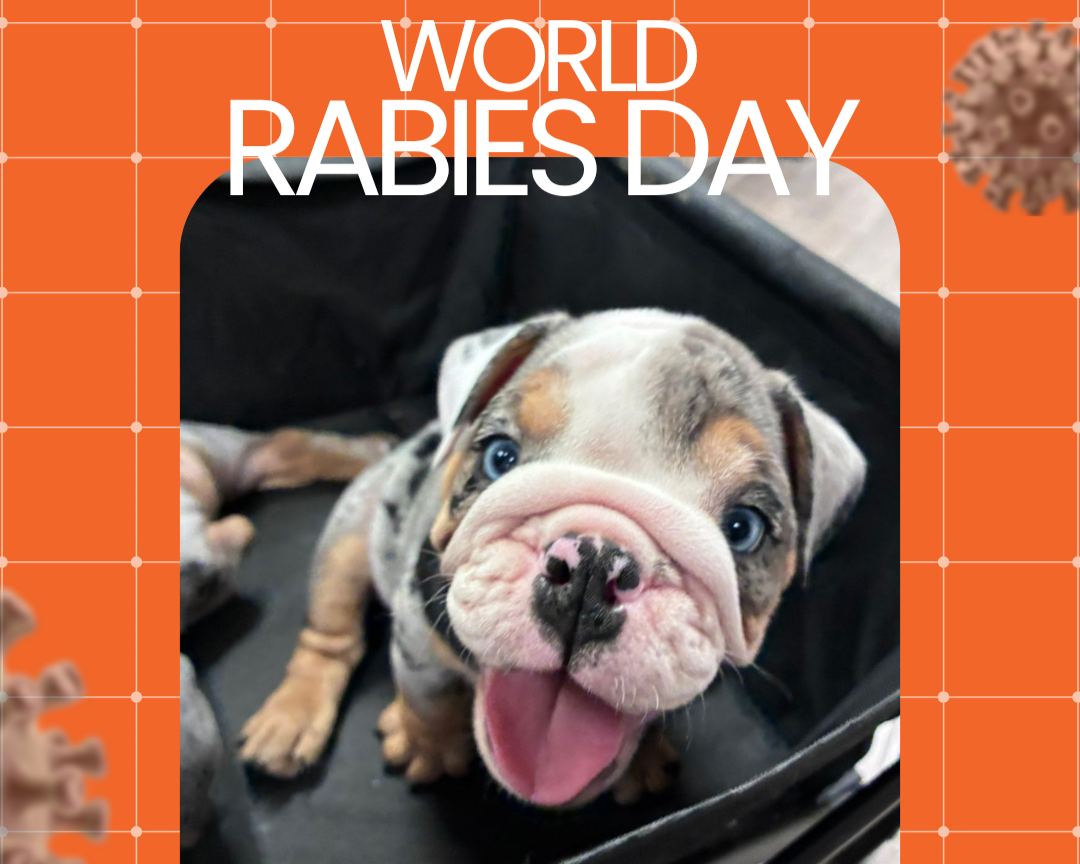 Protecting Tucson Pets on World Rabies Day: What Every Local Owner Needs to Know