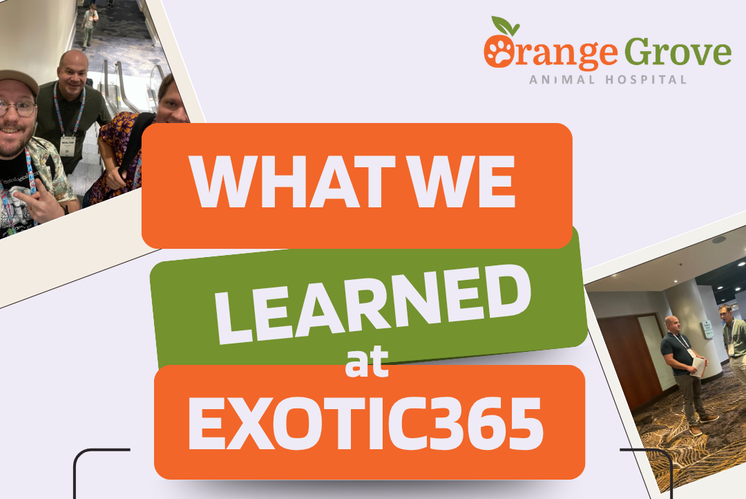 Elevating Exotic Pet Medicine: What Orange Grove Animal Hospital Brought Back from Exotic365