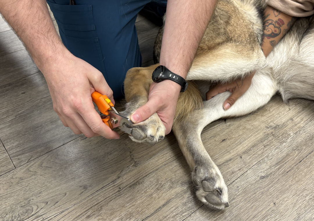 From Summer Couch Potato to Fall Trail Dog: How to Prevent "Weekend Warrior" Injuries