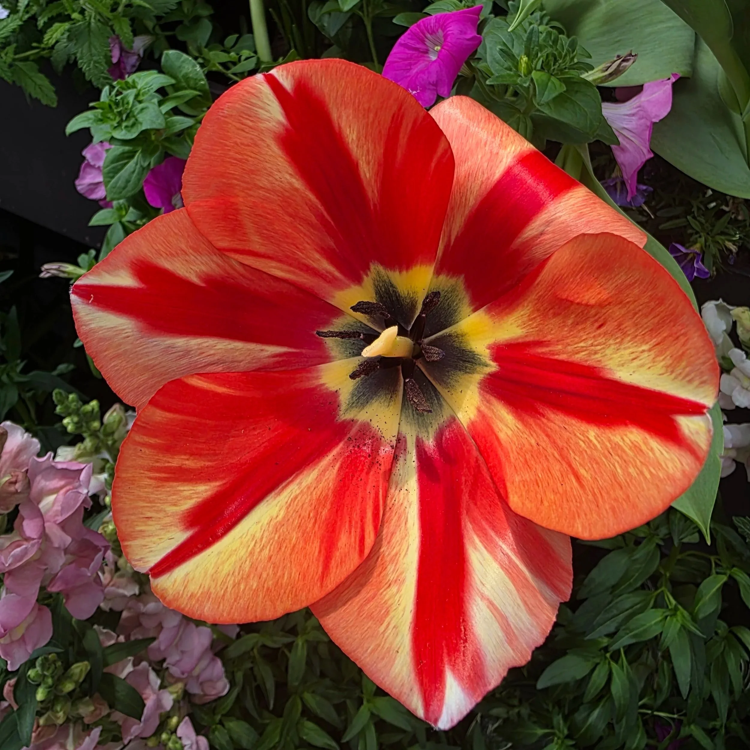 Tulip Garden - Singapore