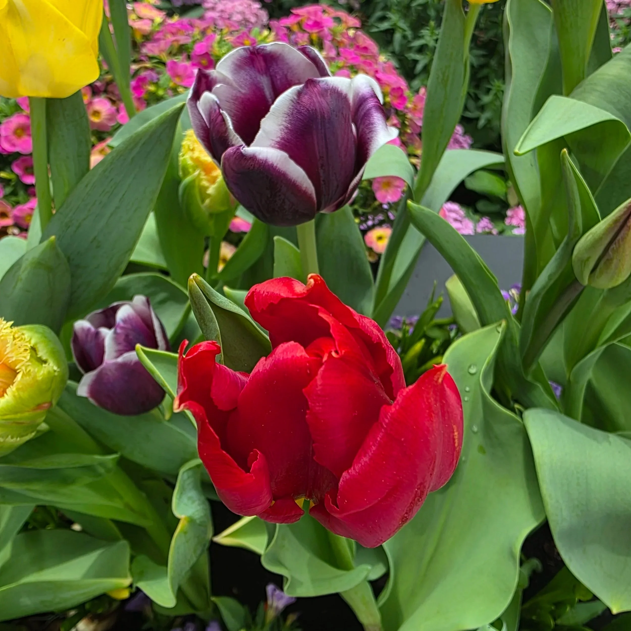 Tulip Garden - Singapore