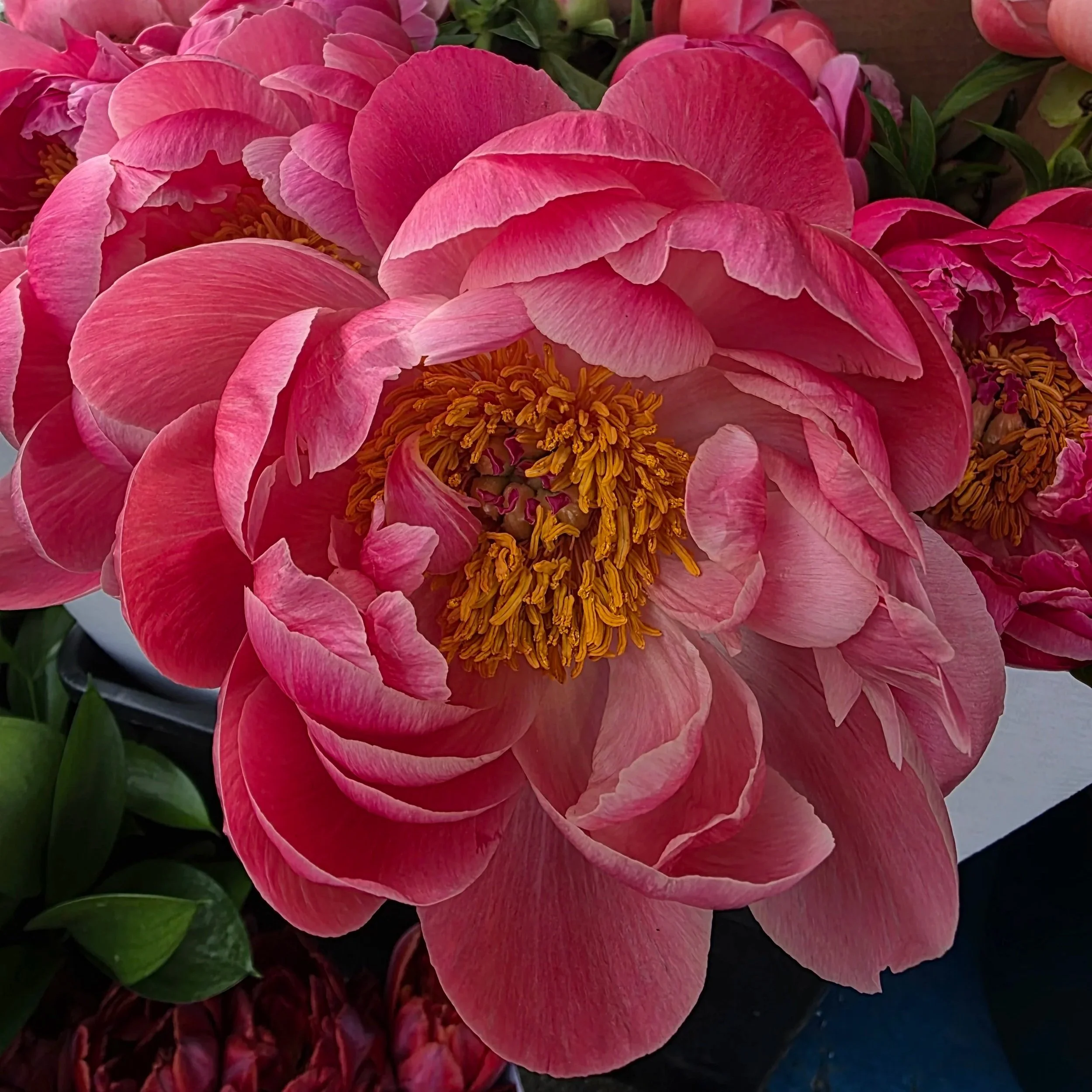 Local Florist