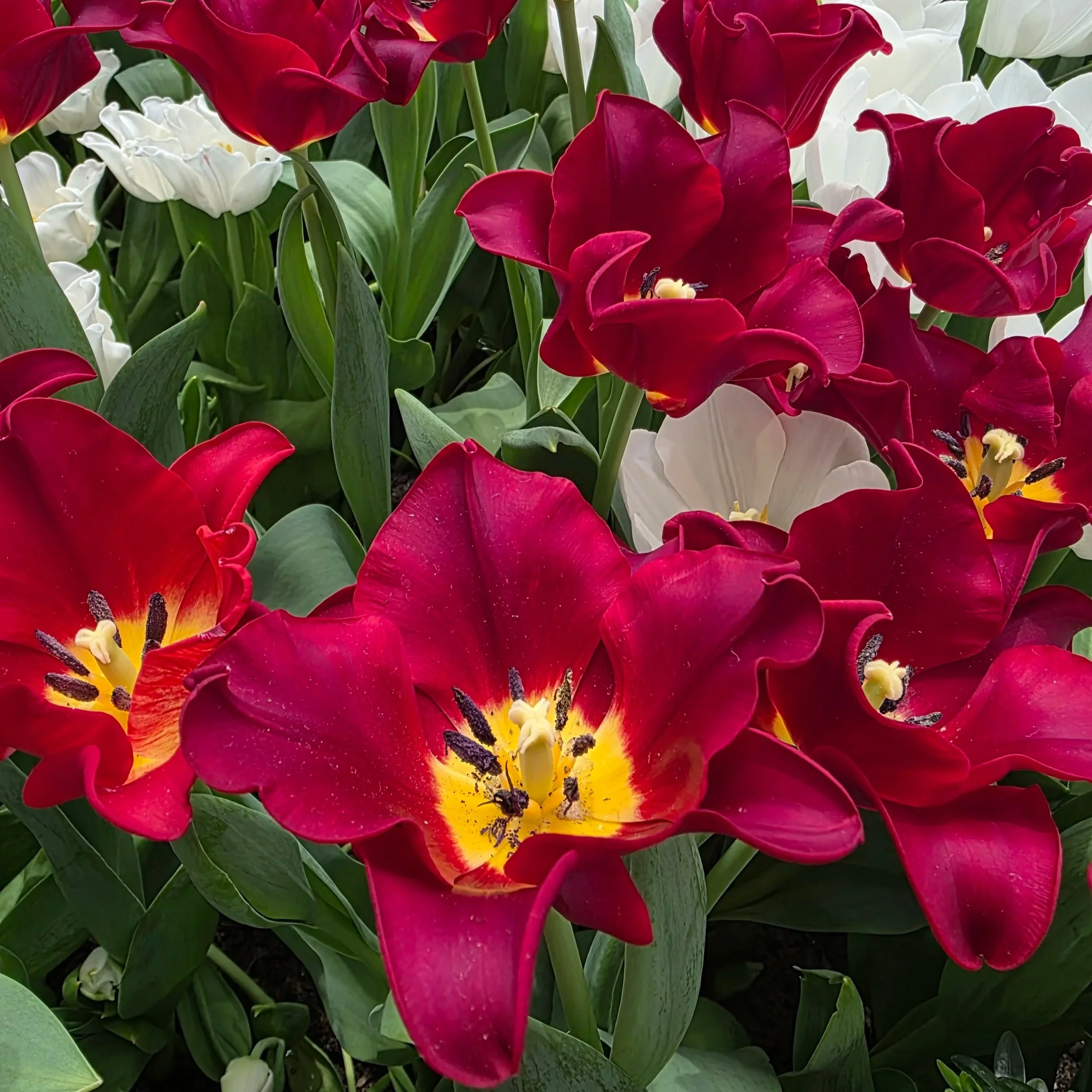 Tulip Garden - Singapore