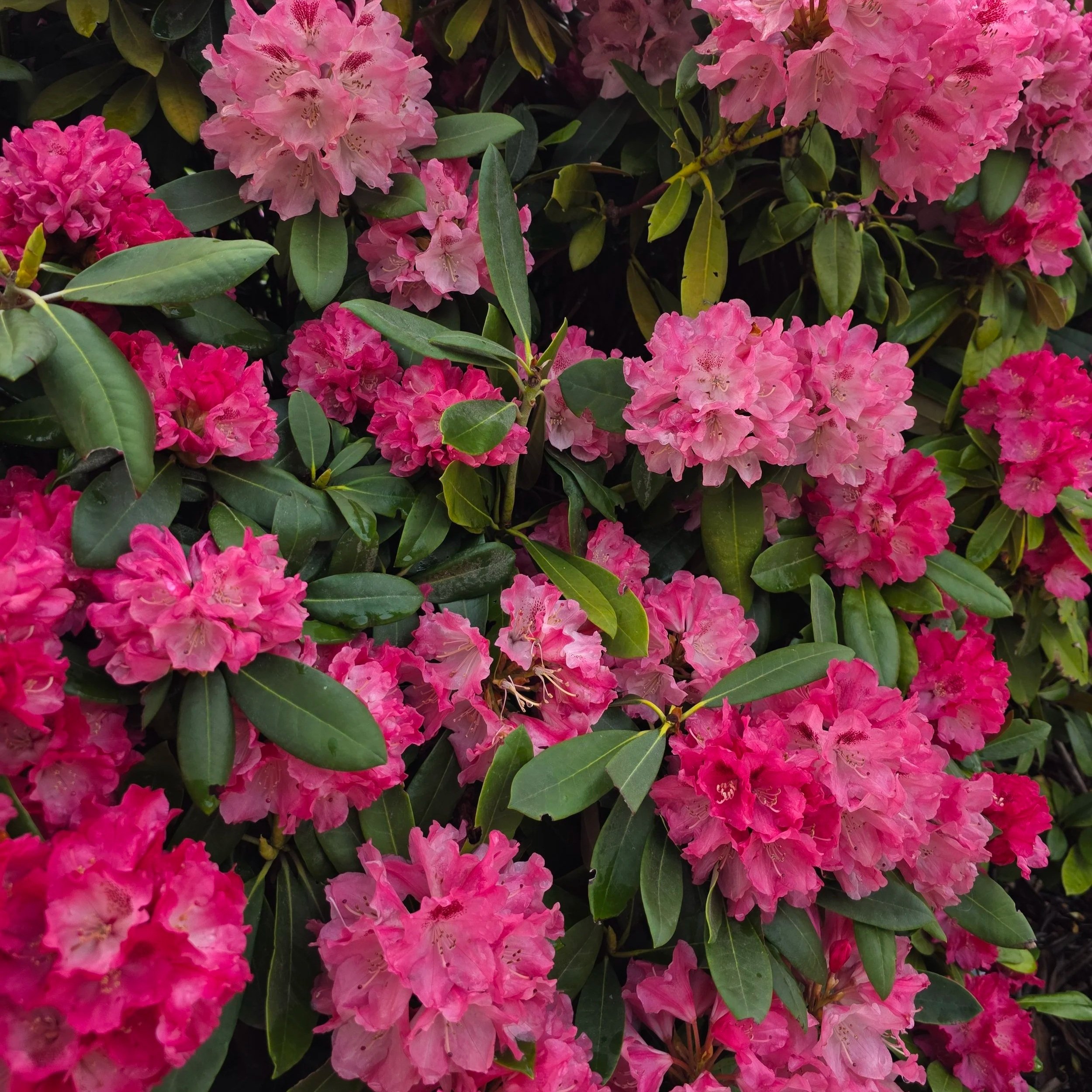 Local Garden