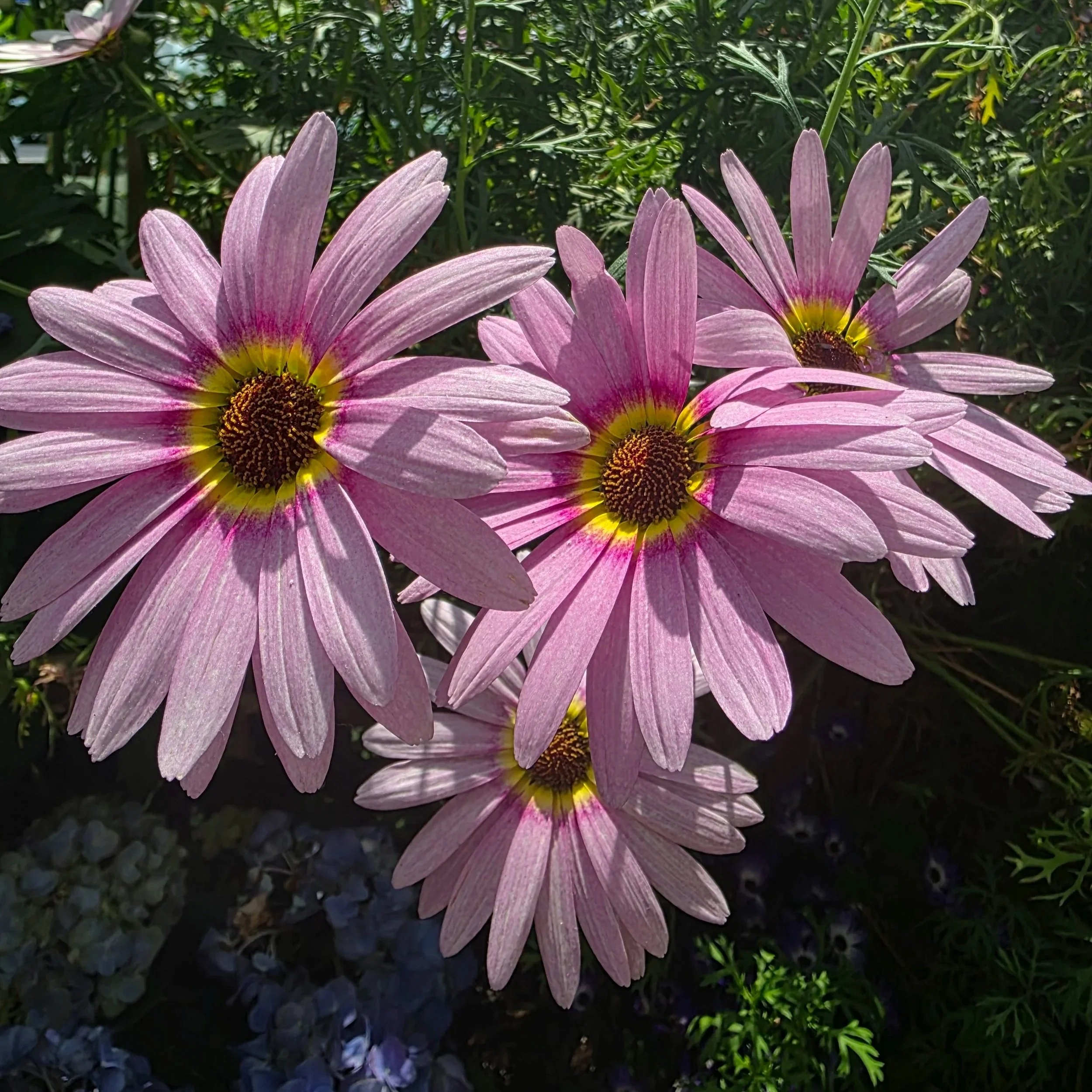Local Garden