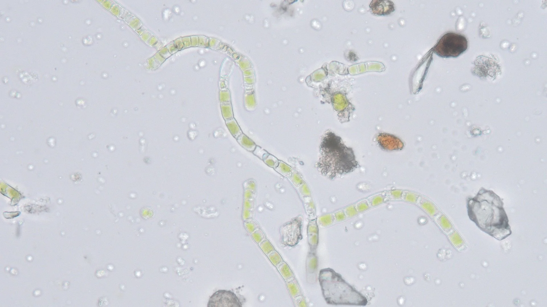 Algae cultures from the contemporary materials strand of the Bauhaus Dessau centenary exhibition