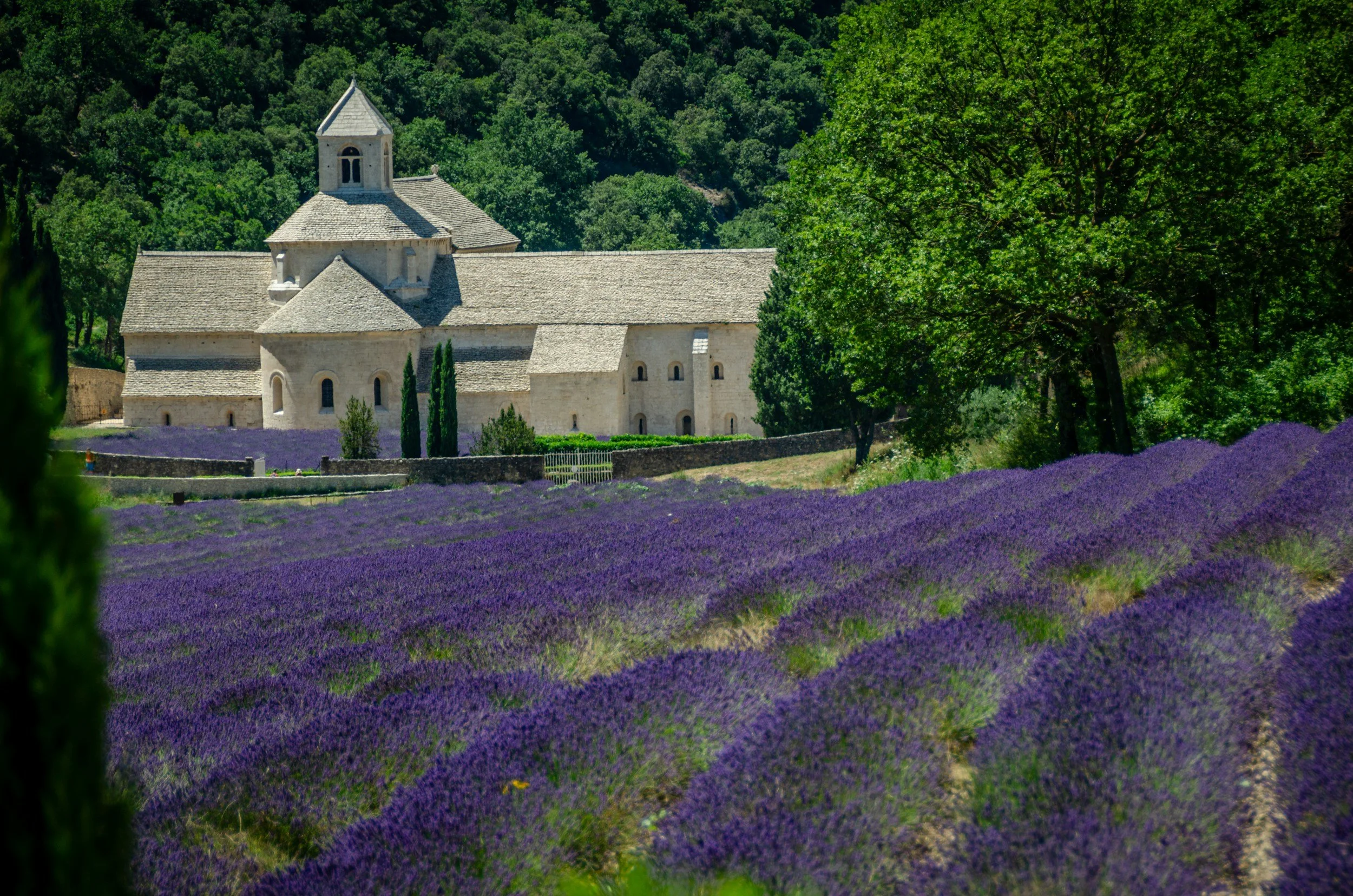 Provence, France Lavender Filelds and church