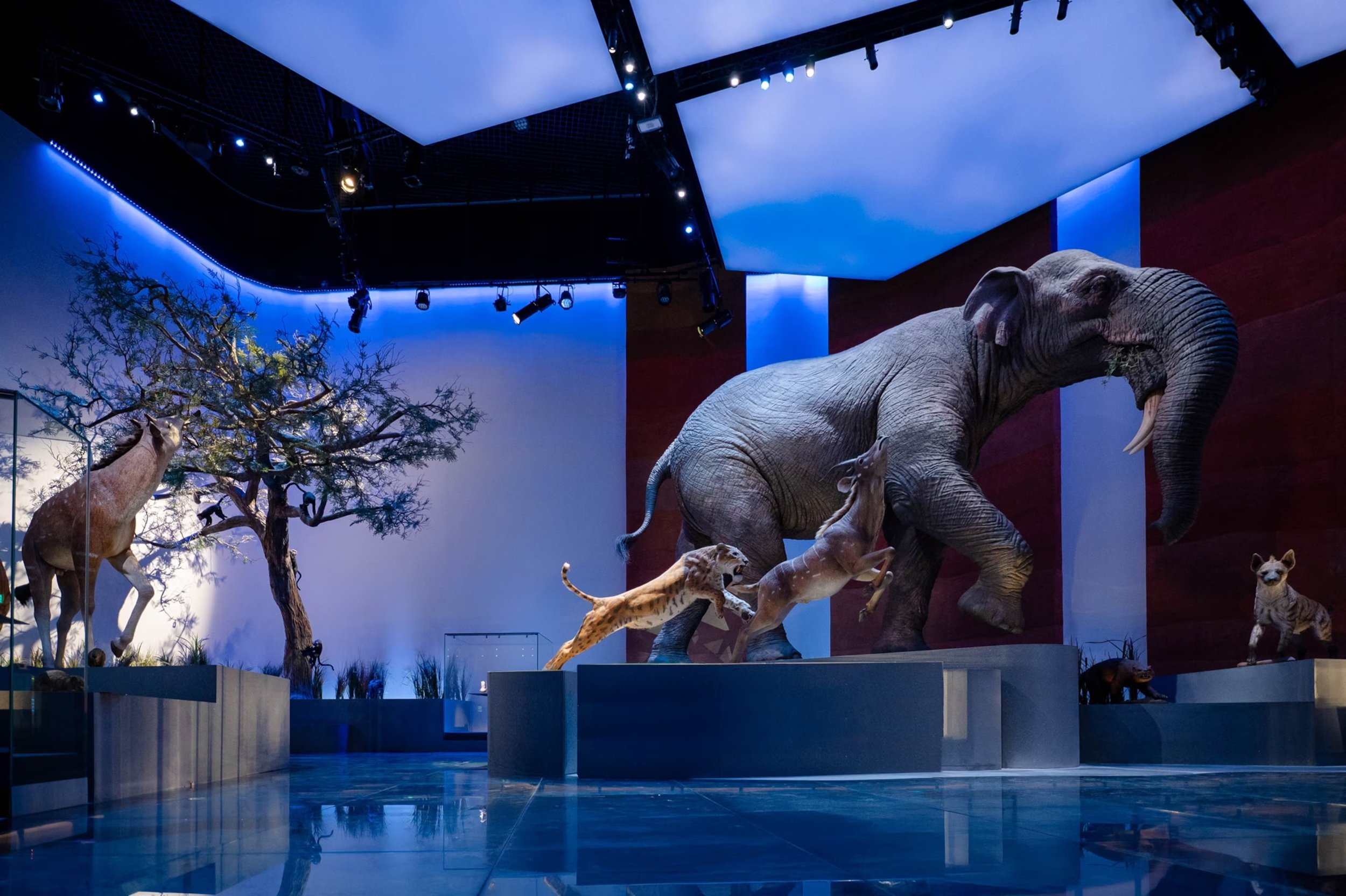 The Natural History Museum Abu Dhabi Arabias-Climate-with-Act-1BThe-Evolving-World---Cenozoic