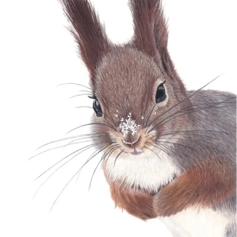 Snowy nosed long eared Norwegian squirrel drawn in pastels.