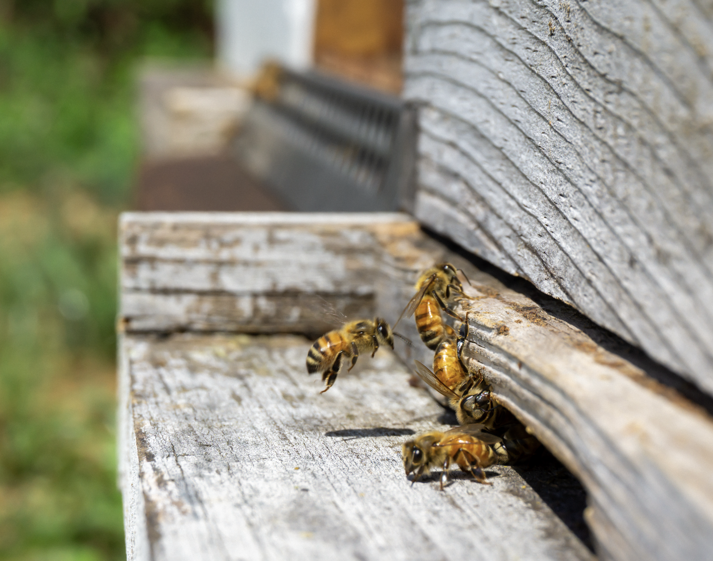 bees honey farm