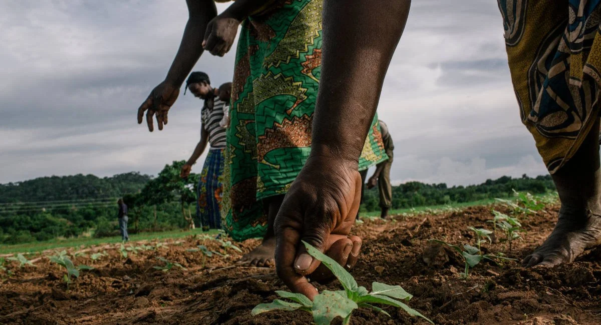 One Acre Fund and Global Parametrics partner to provide financial relief for smallholder farmers in Zambia and Malawi
