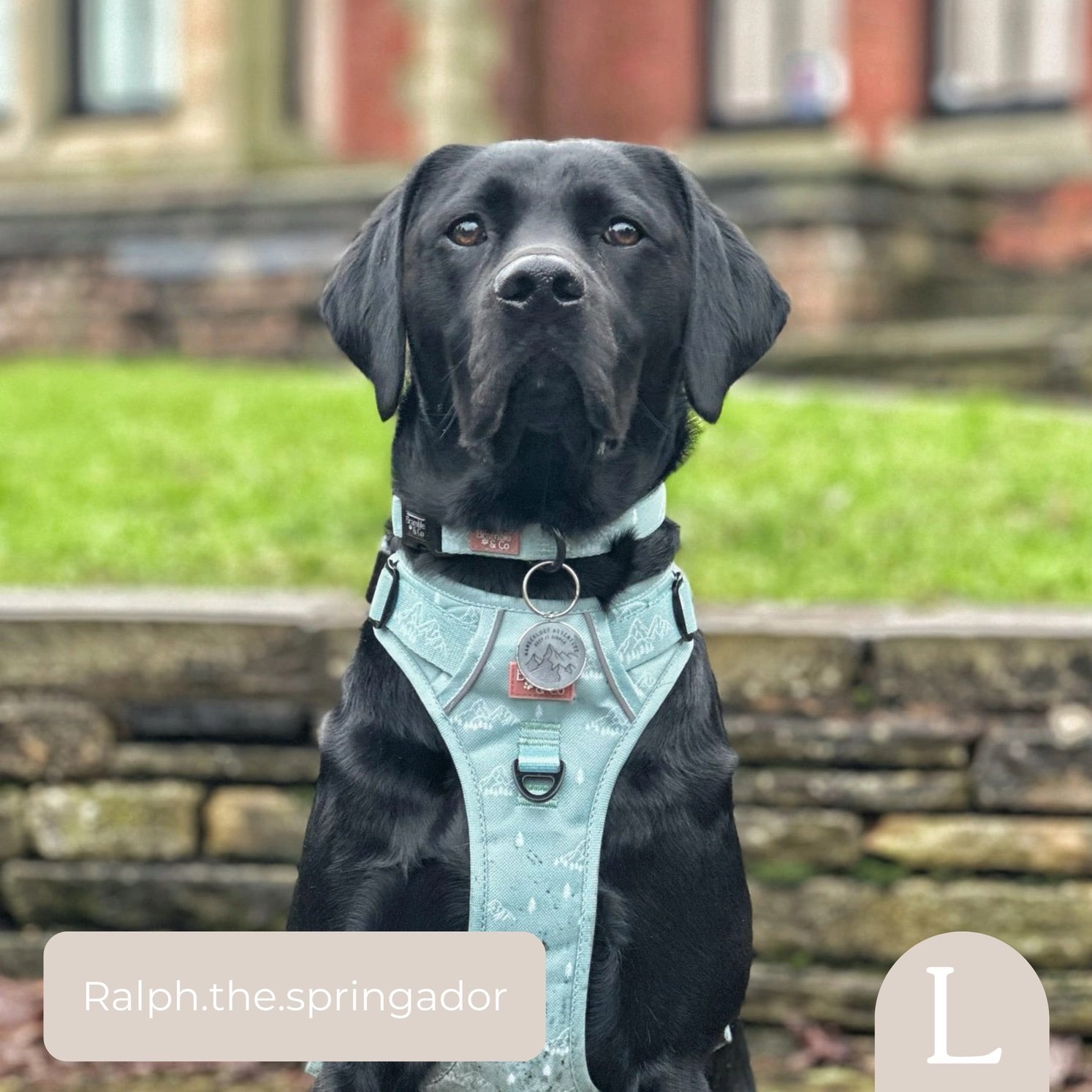 Adjustable Collar- Its Mint to Be.jpeg