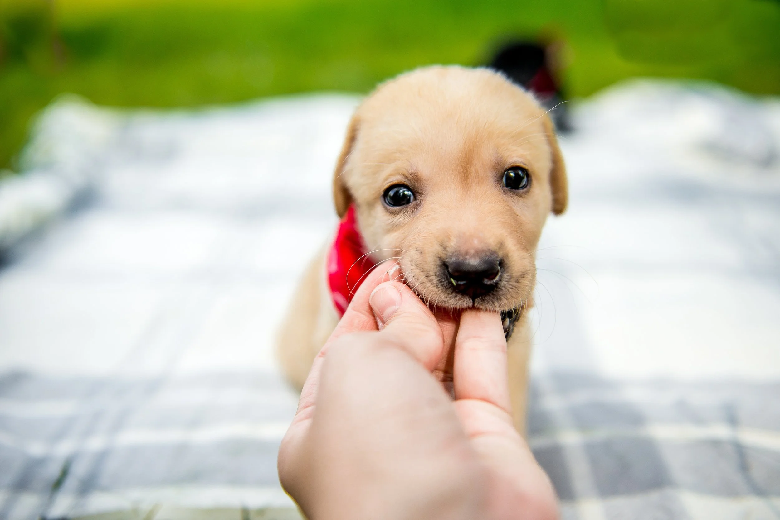 Puppy Biting Fingers