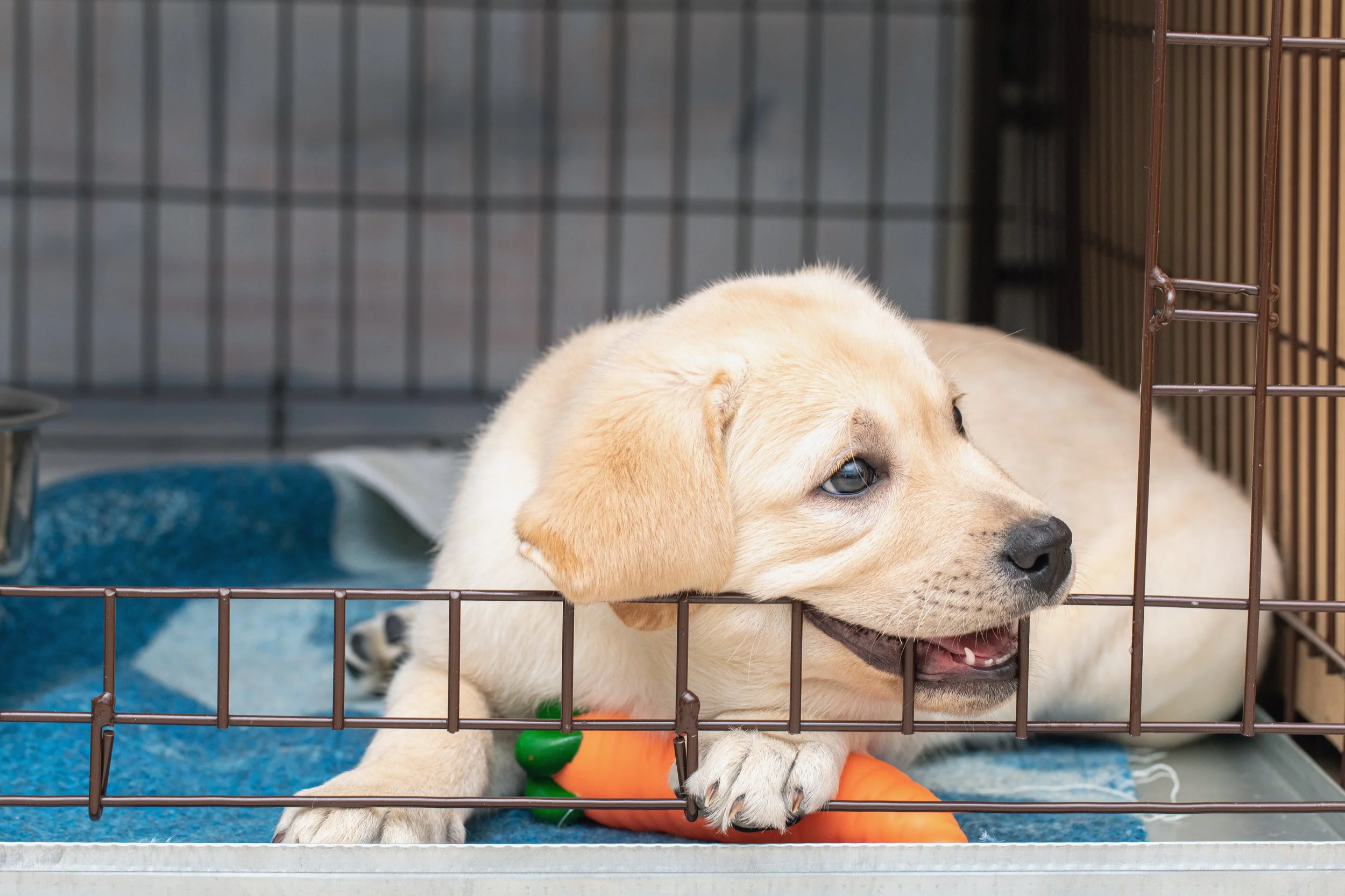 Golden Retriever Puppy Chewing Crate