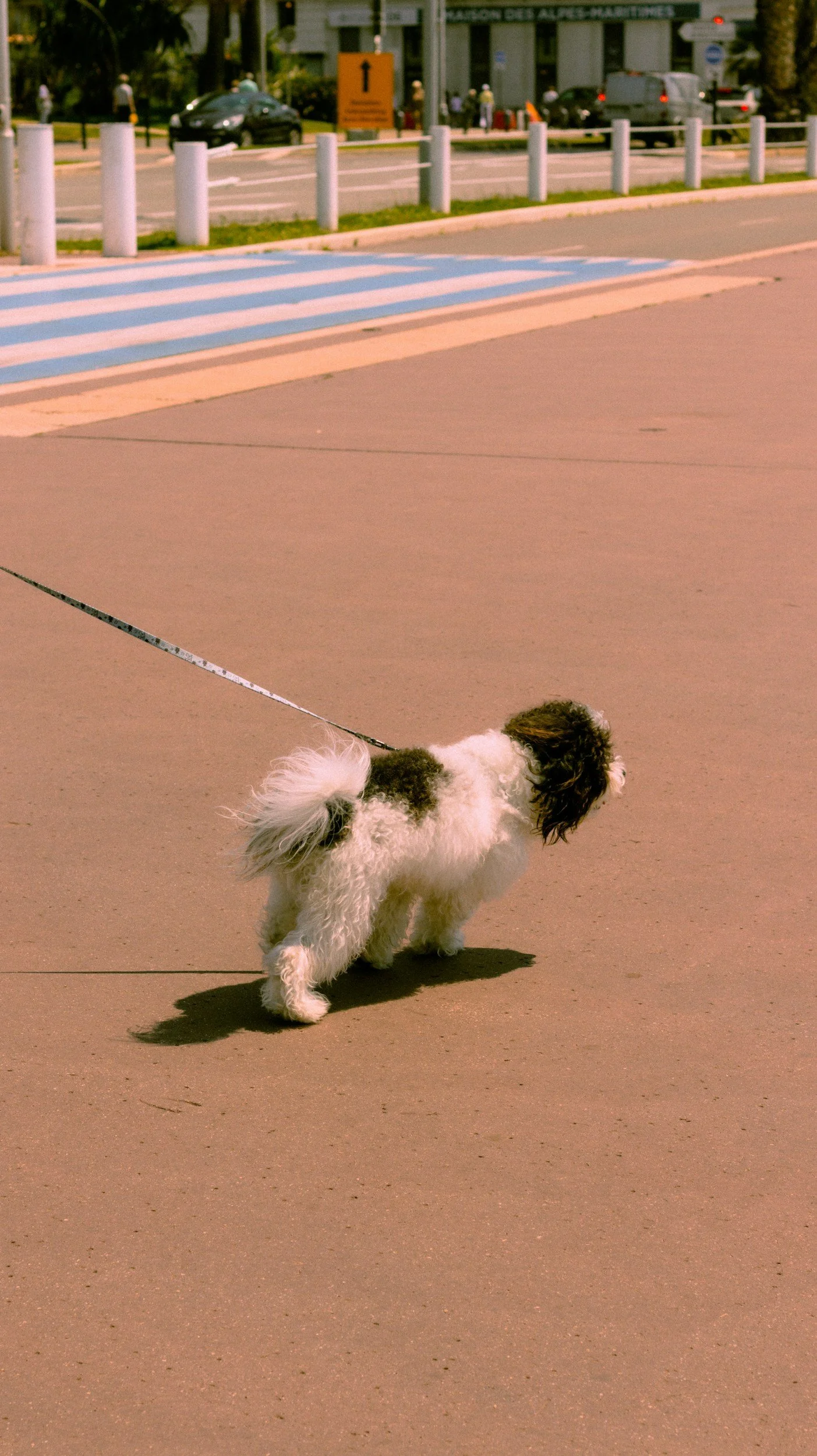 Dog Pulling on the Lead