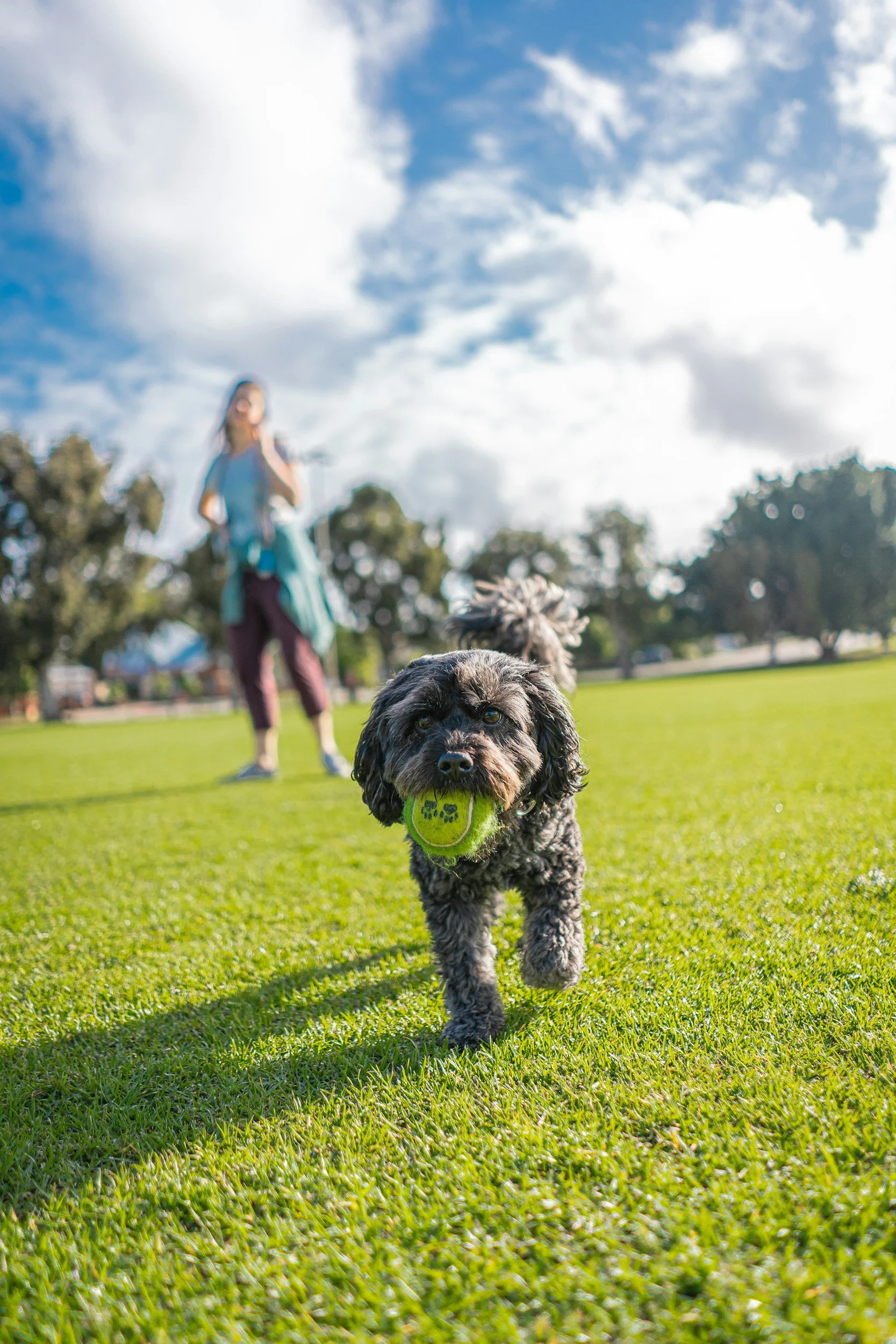 Grey Dog with Tennis Ball Running