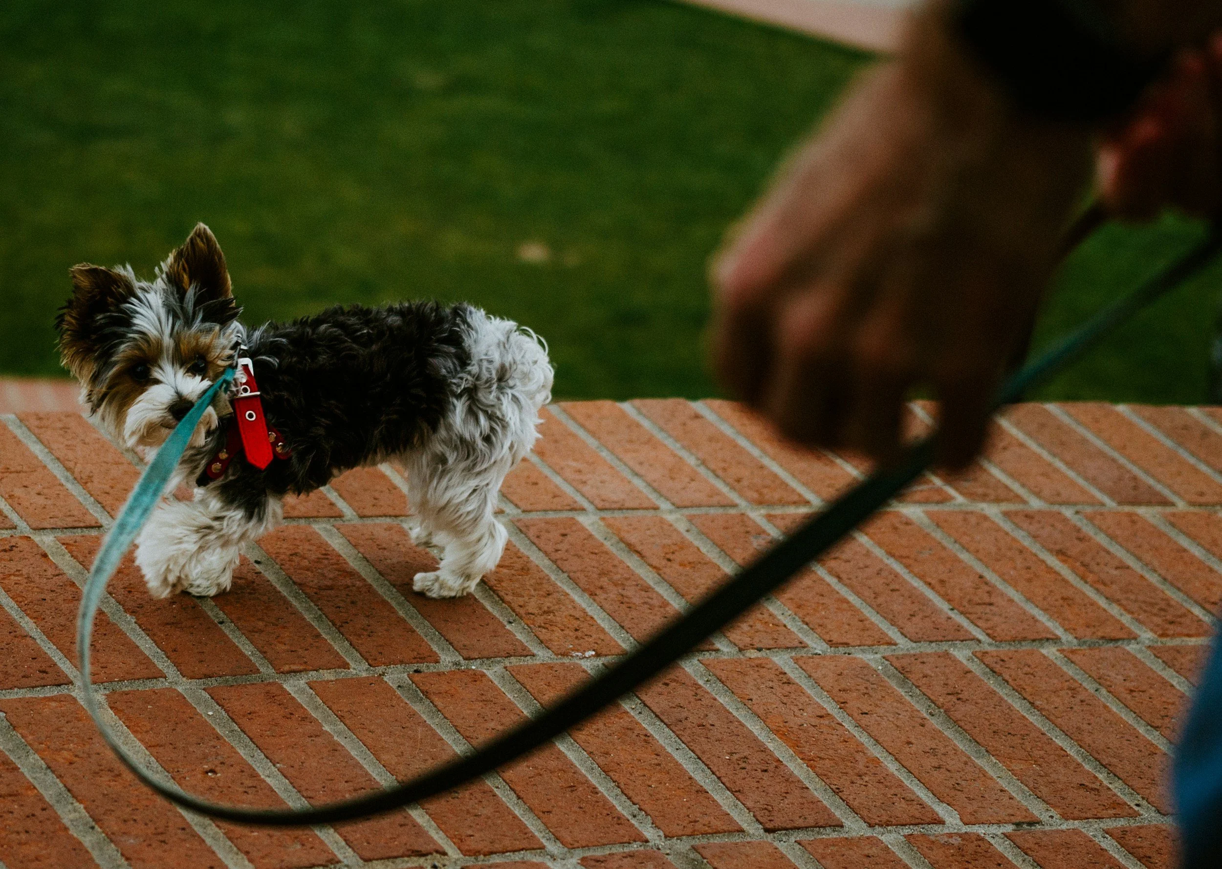 Small Dog Pulling on Leash
