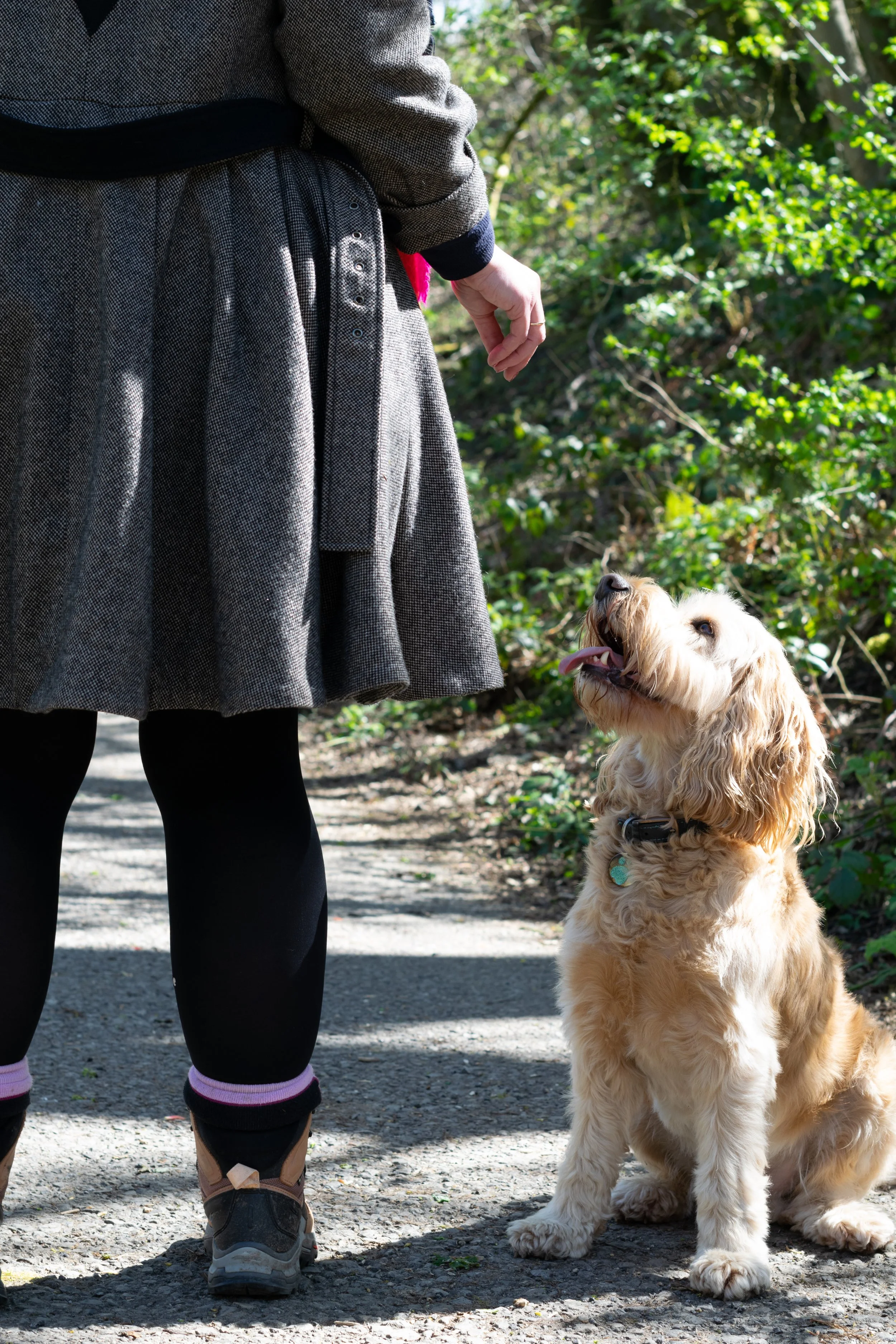 Why Does My Dog Drag Me Down the Street? The 3 Keys to Loose-Leash Walking