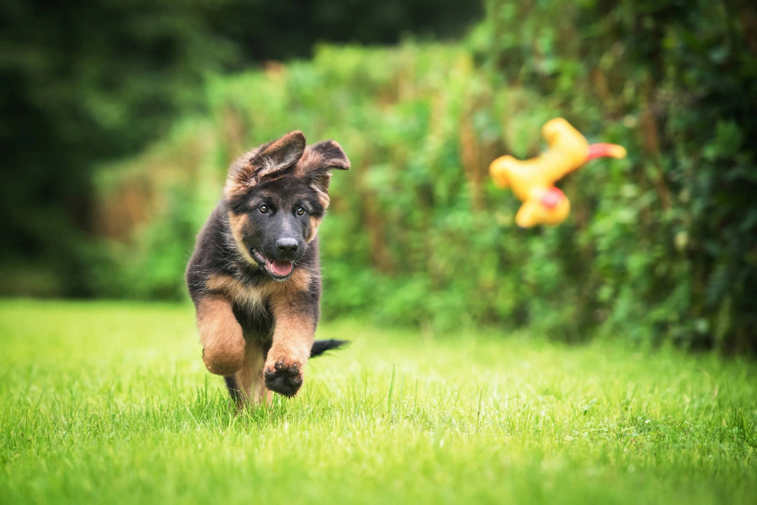Beyond the Bark: Unlocking Your Dog's Best Behaviour Through Enrichment and Breed Understanding