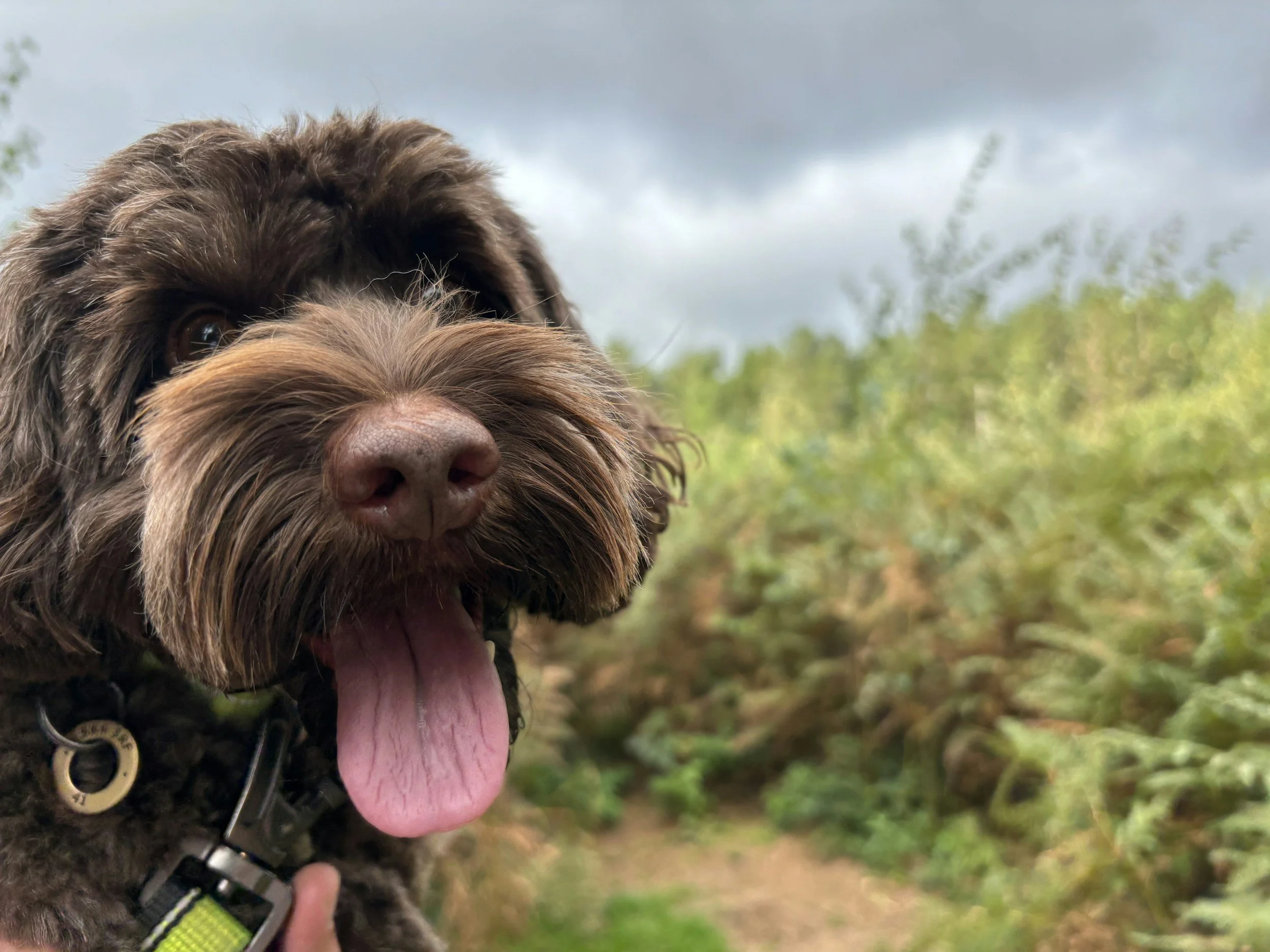 cockapoo puppy sitting obediently during training session