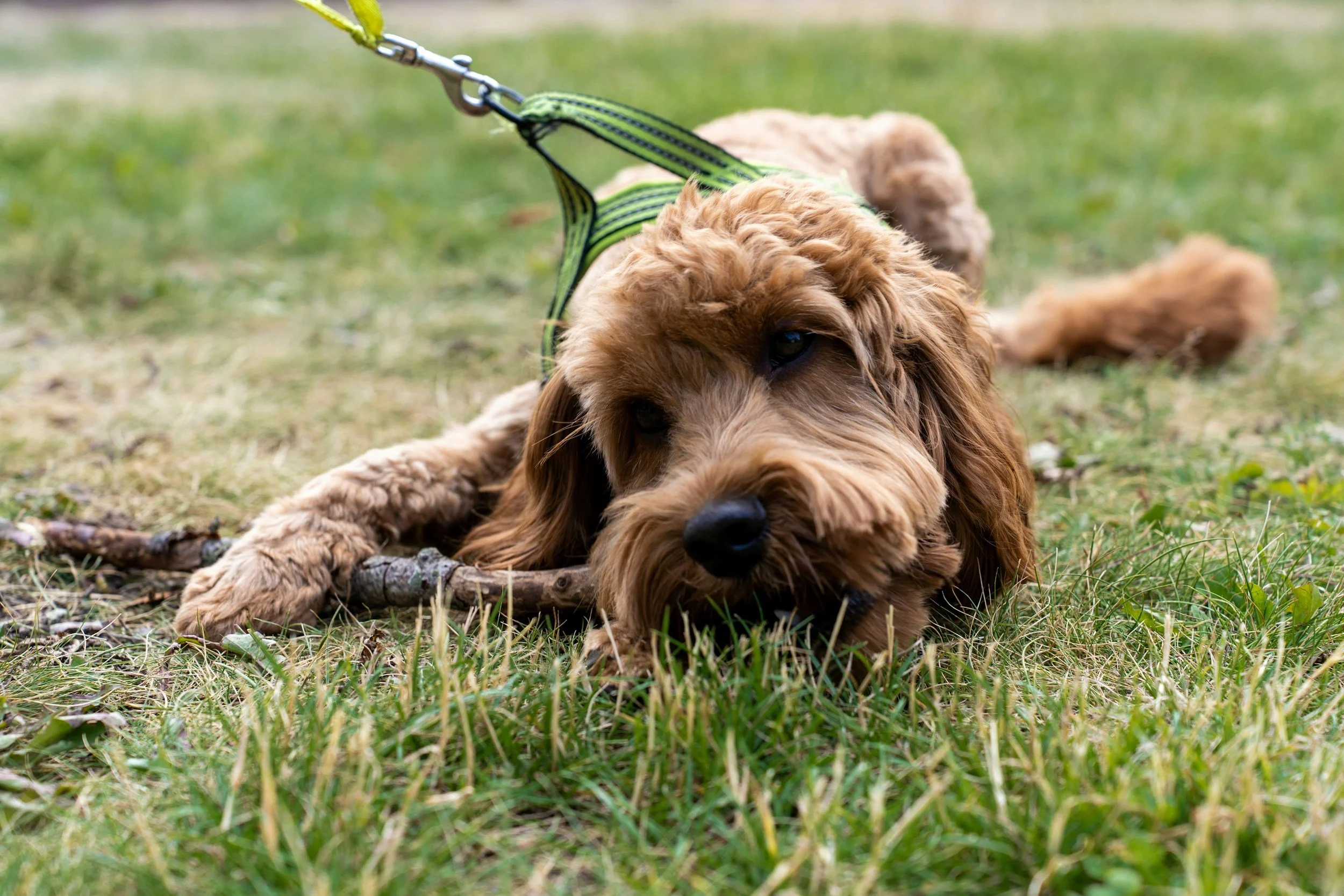 cockapoo puppy biting during play — common doodle behaviour problem