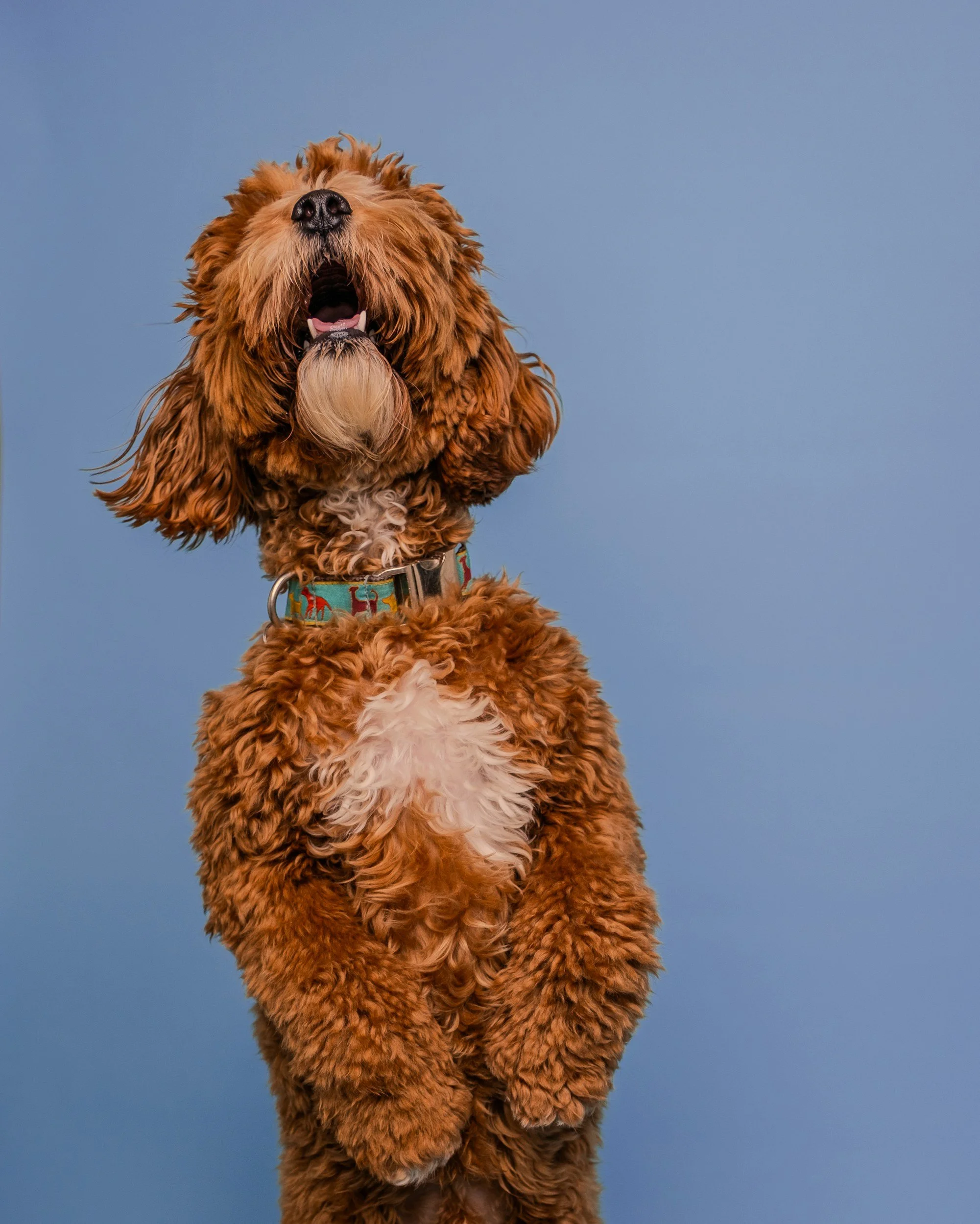 A fluffy brown dog with a white chest and face, yawning or barking, standing against a blue sky background.