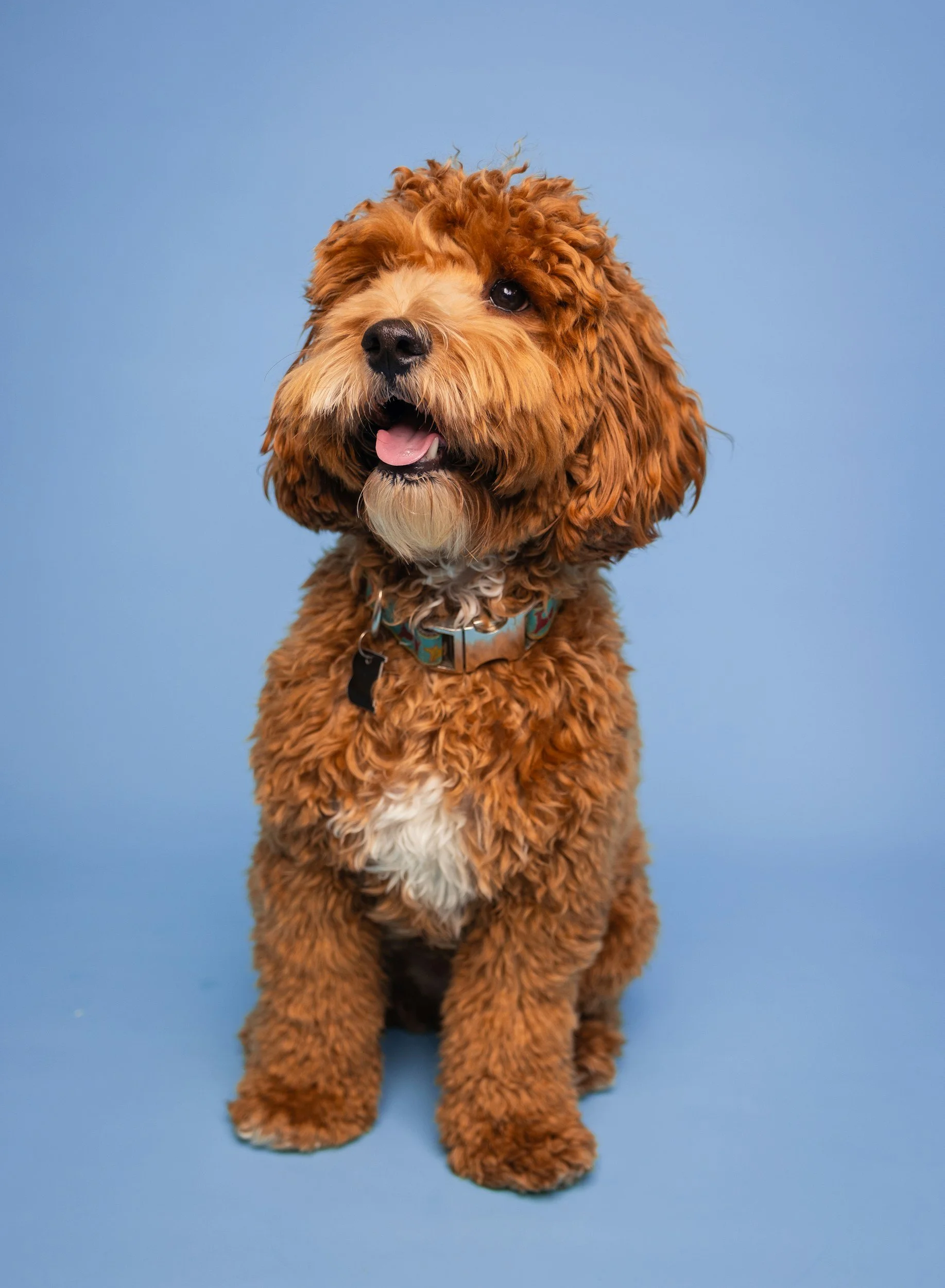 A cute, fluffy brown and tan curly-haired dog sitting against a solid blue background, looking directly at the camera with mouth slightly open and tongue out.